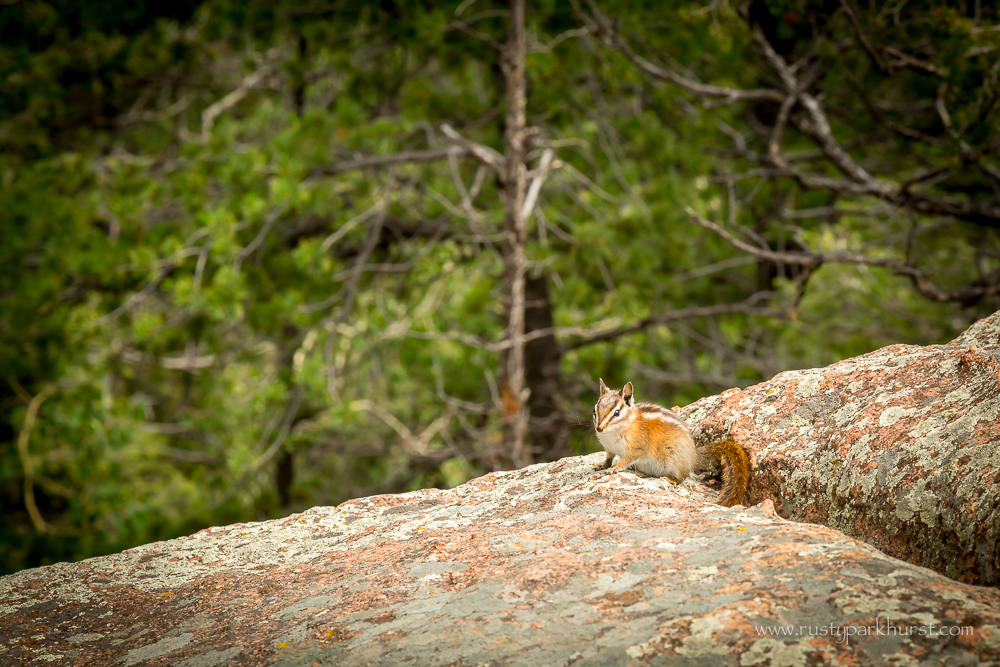 Devil's Head Wildlife