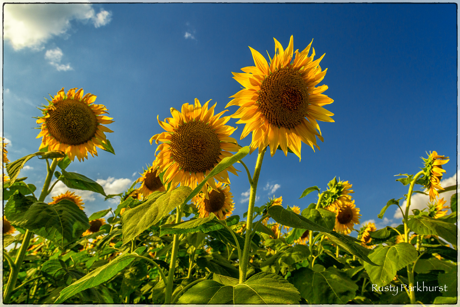 The blue sky makes a great backdrop for the golden-yellow flowers.