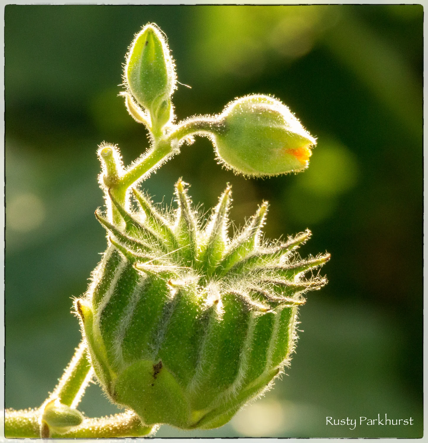 Sunflower Bud