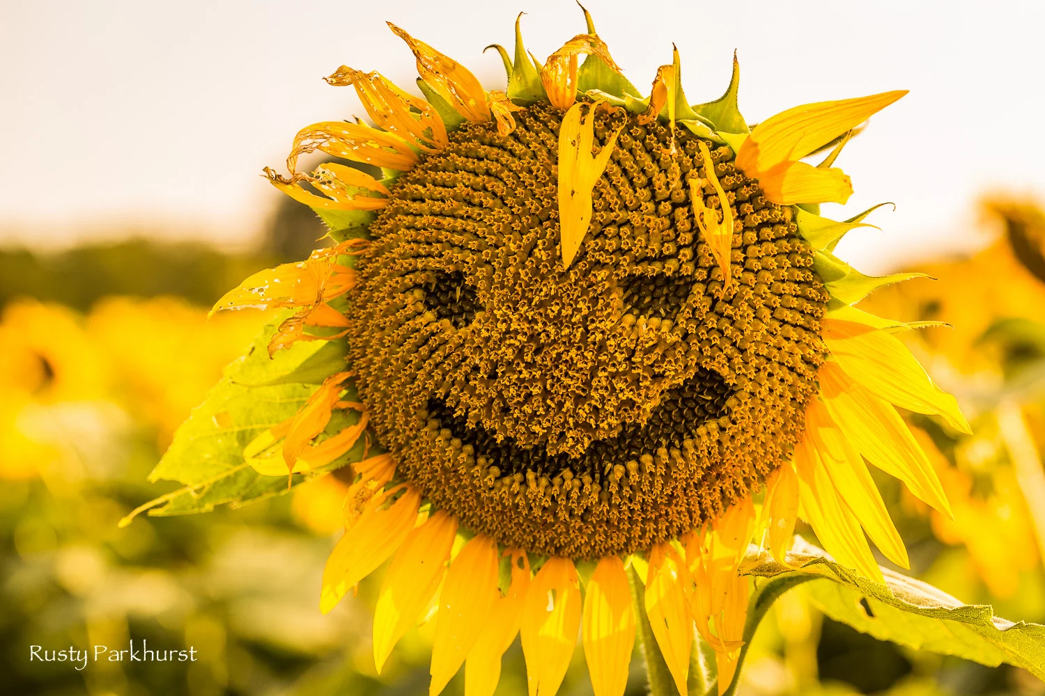 Happy Sunflower
