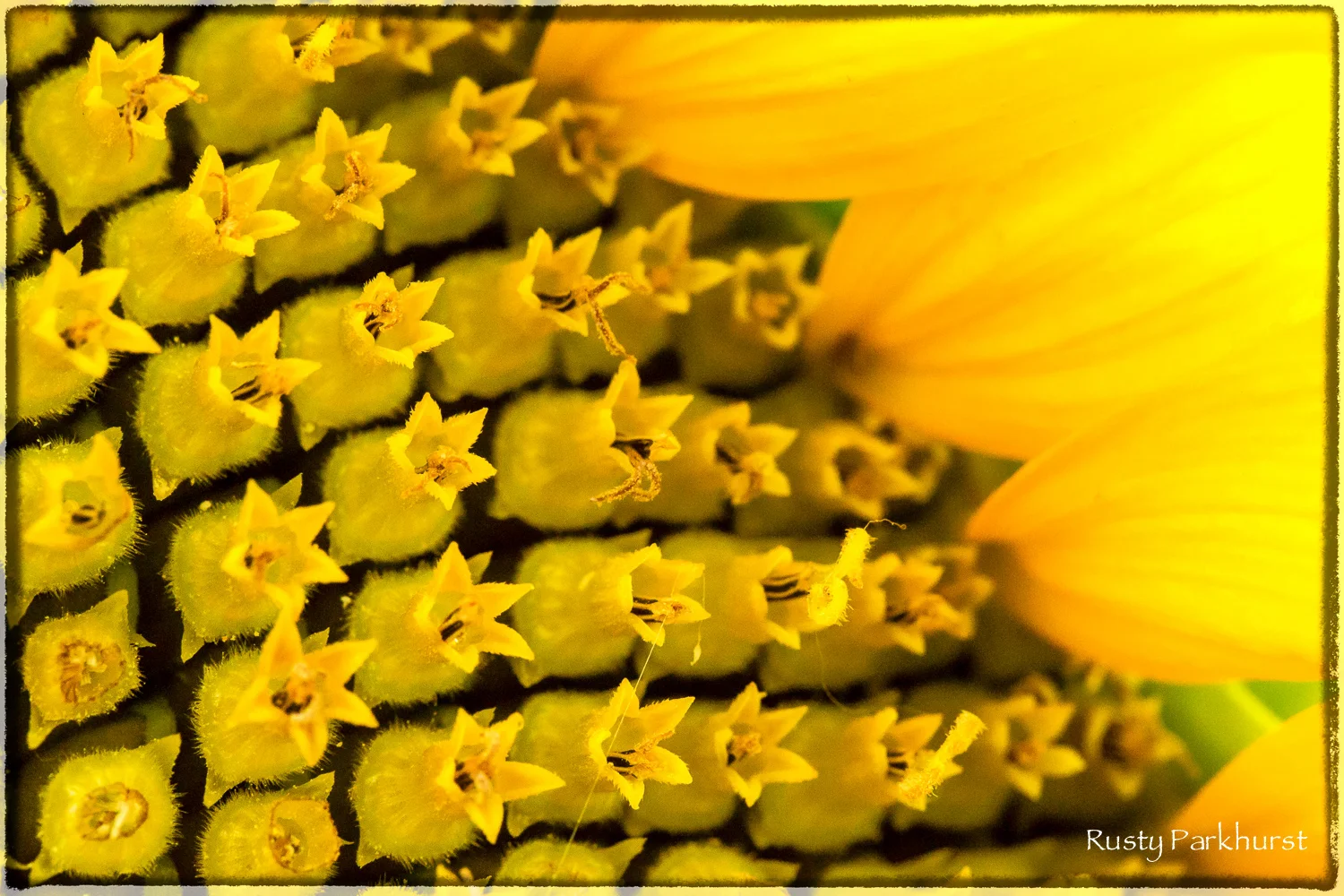 Sunflower Macro