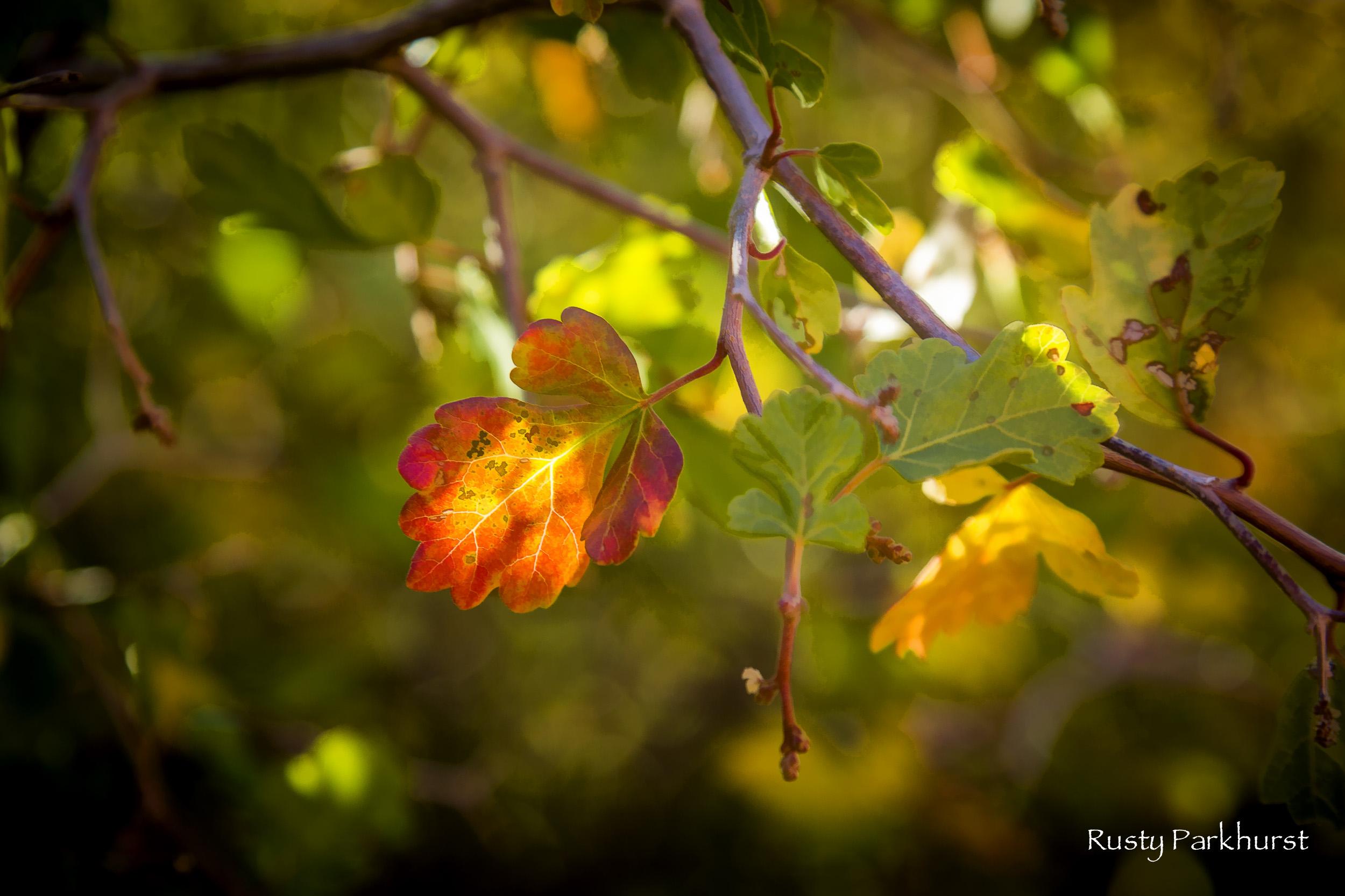 Touch of Color
