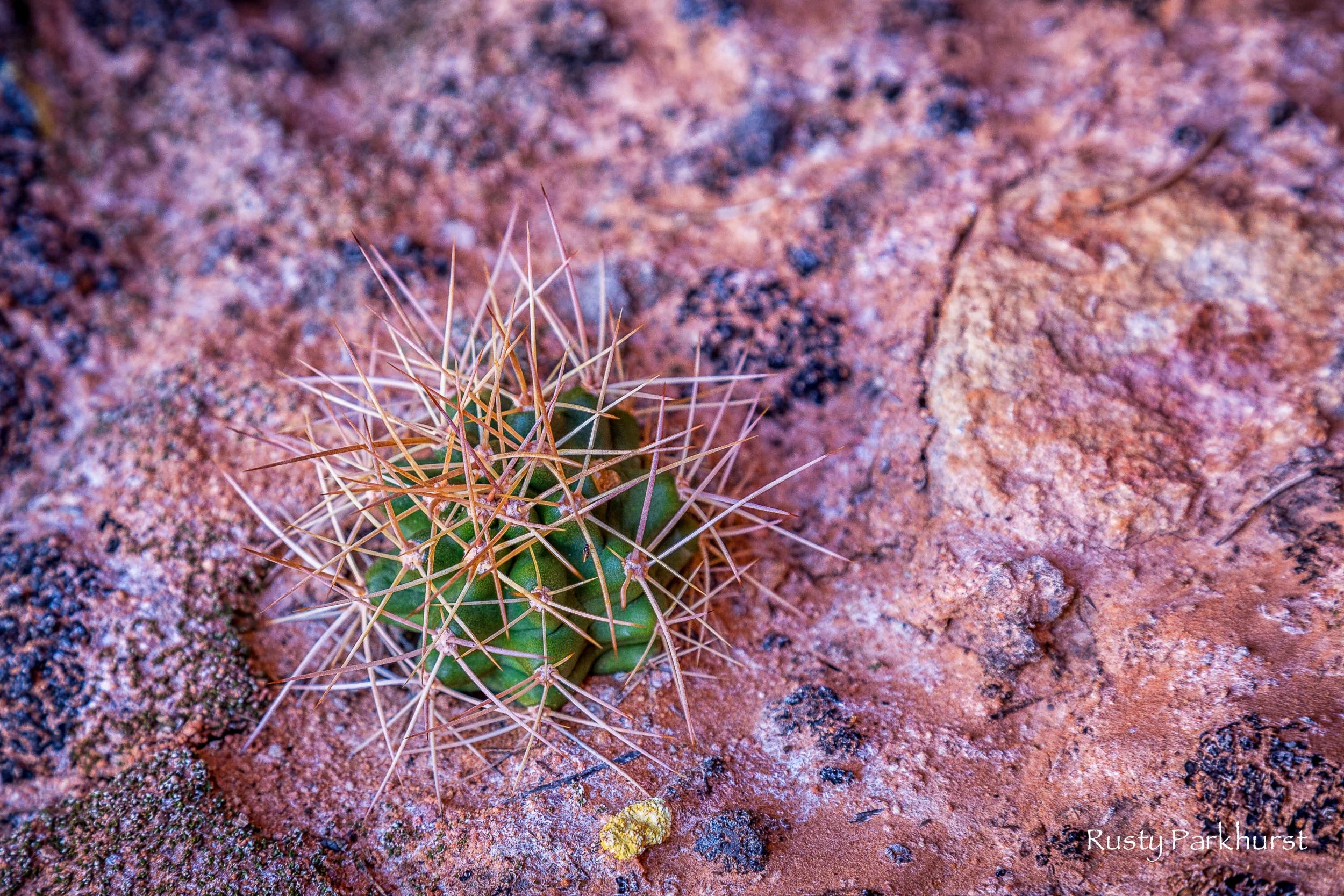 This cactus seemed to be growing right out of the rock