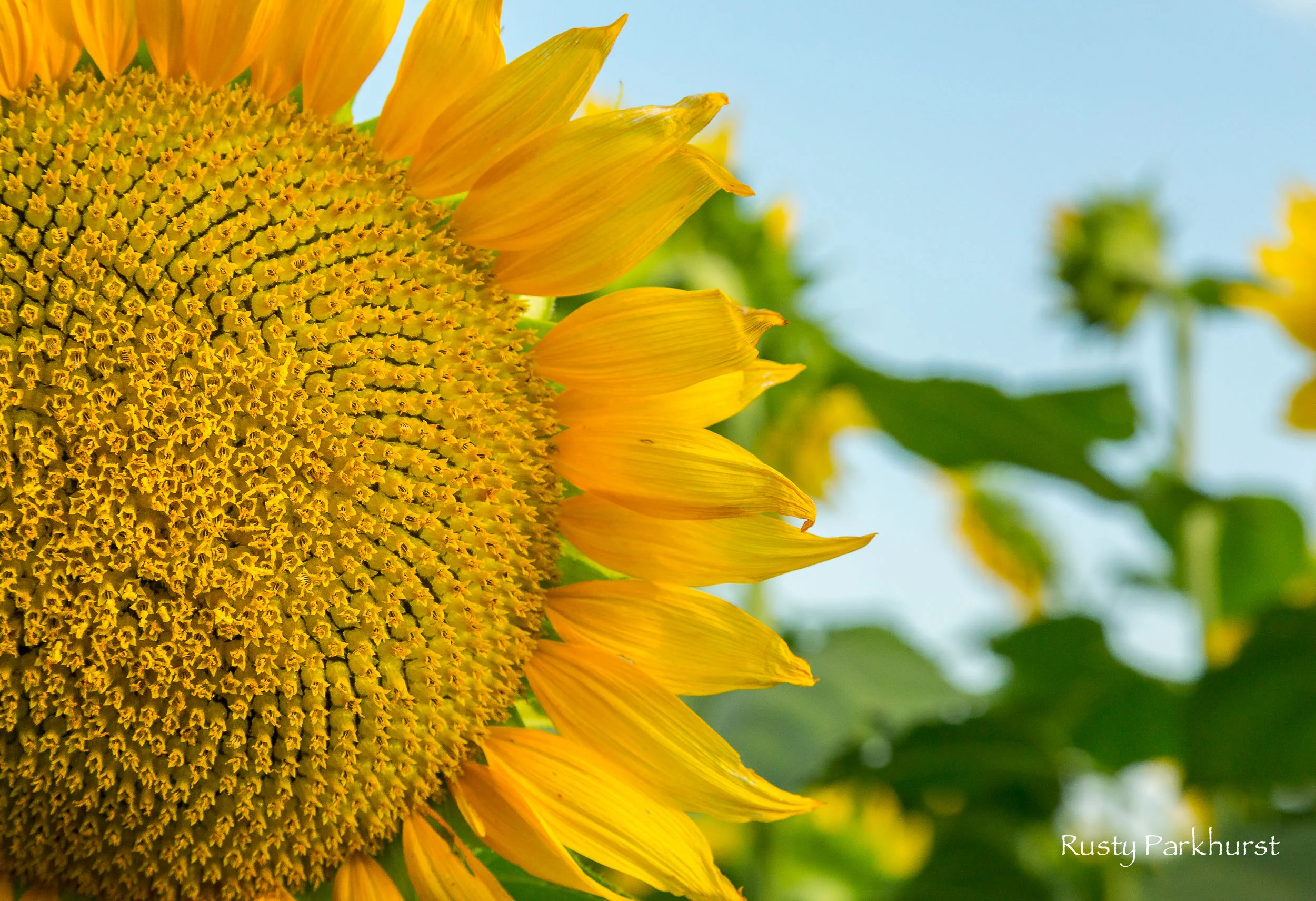 Grinter's Sunflower Farm