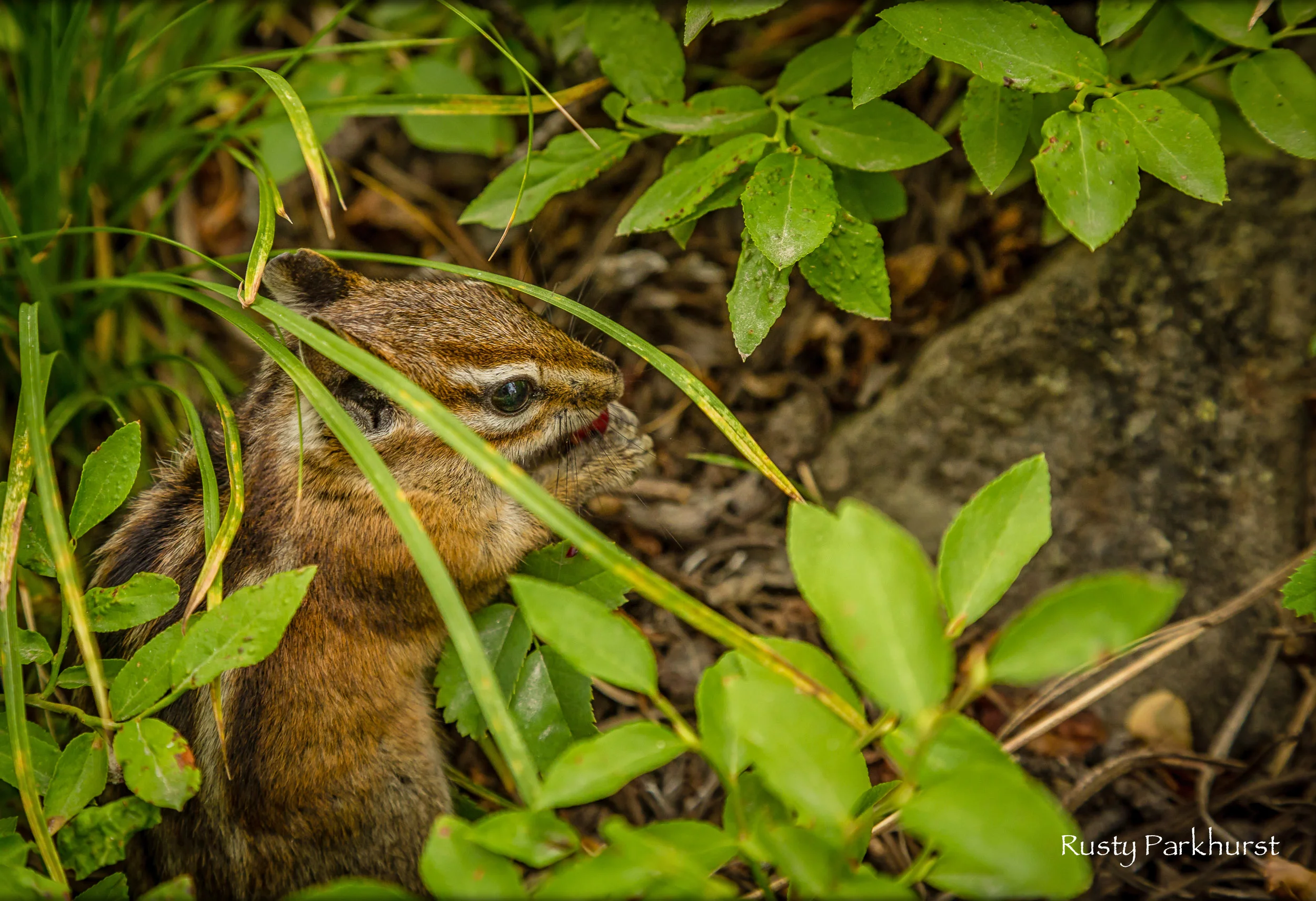 Hiding Out
