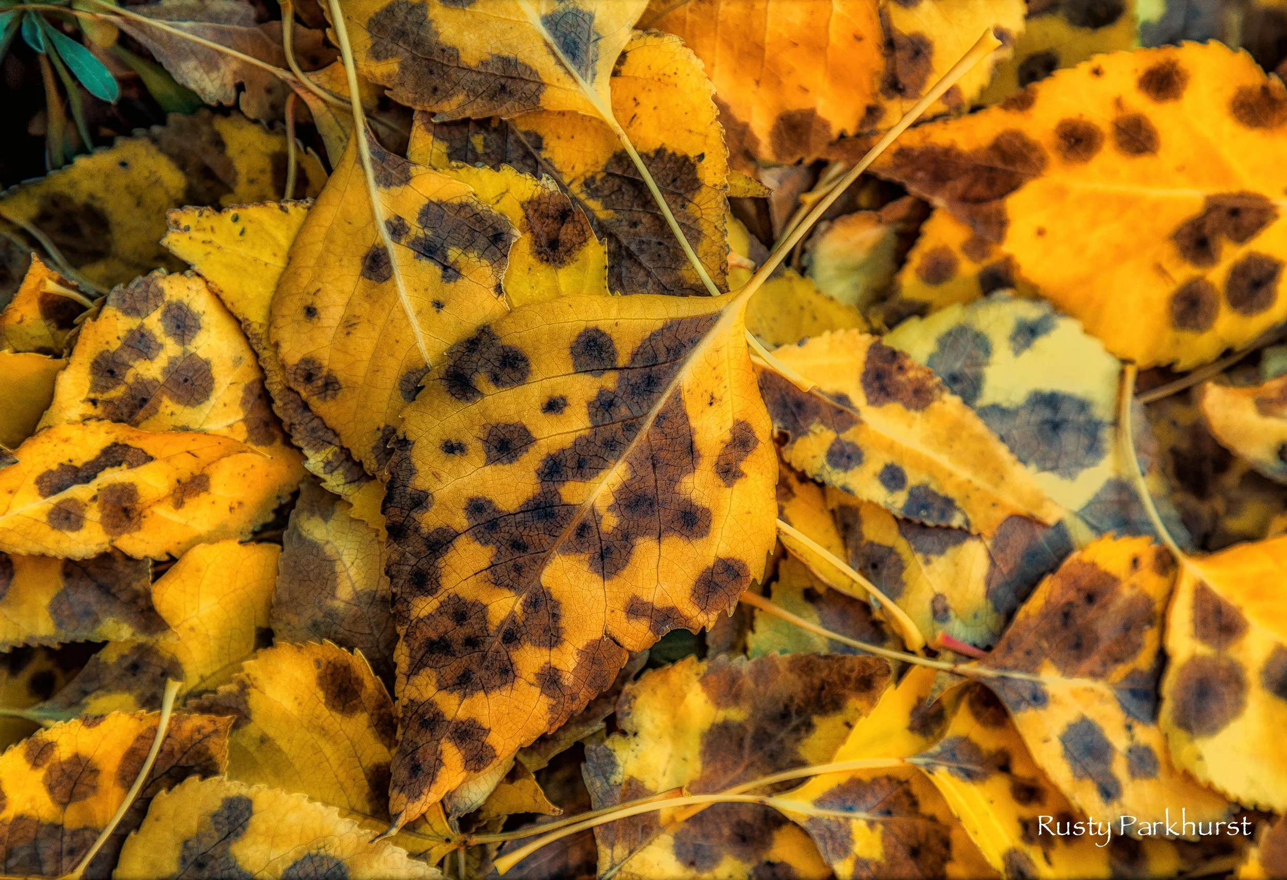 Fall Color