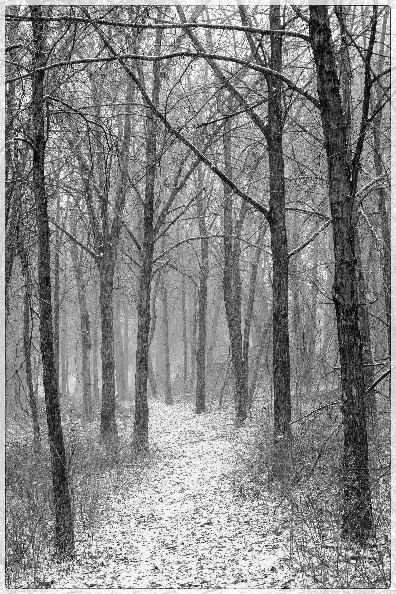 A Walk in the Woods