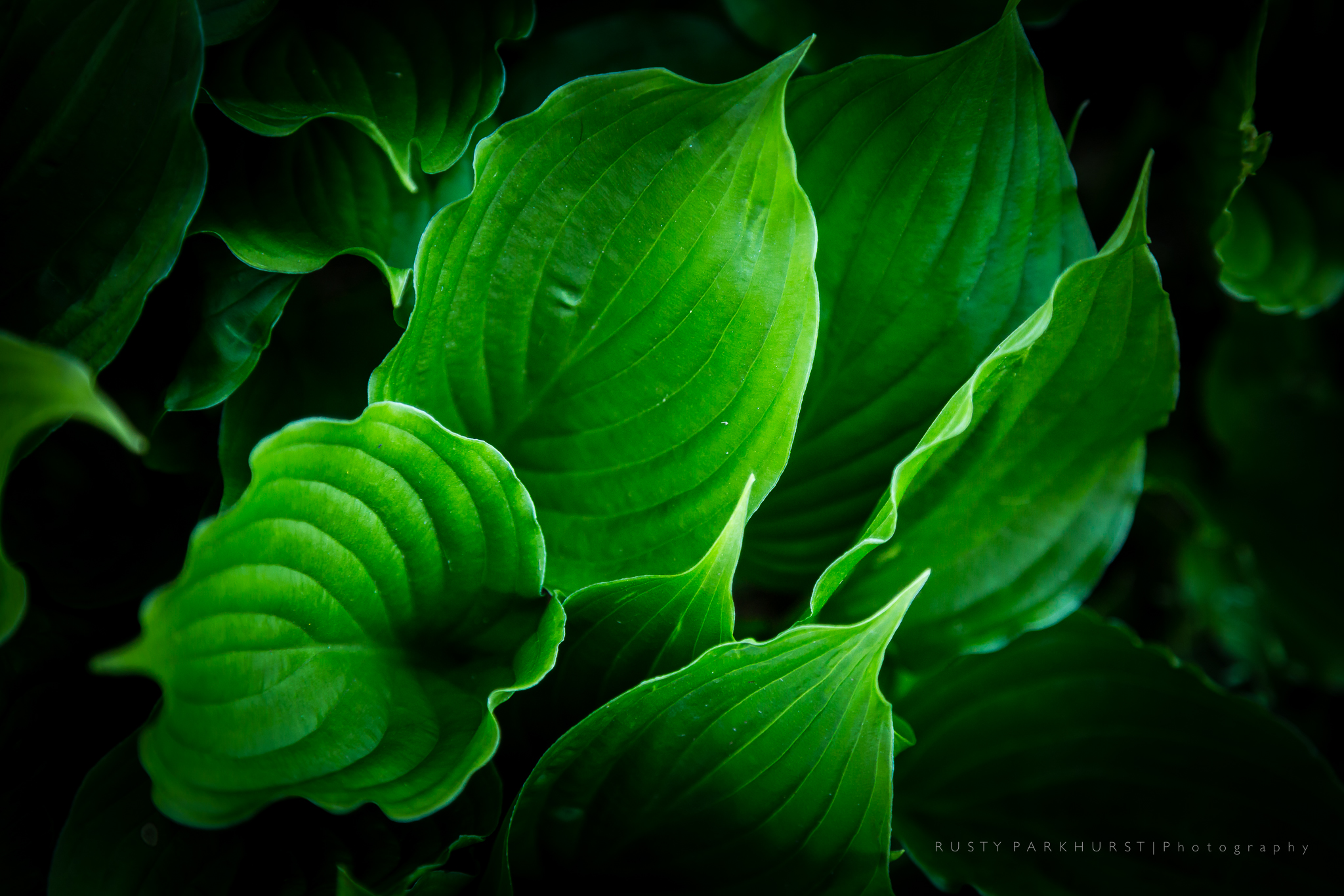 Green with envy