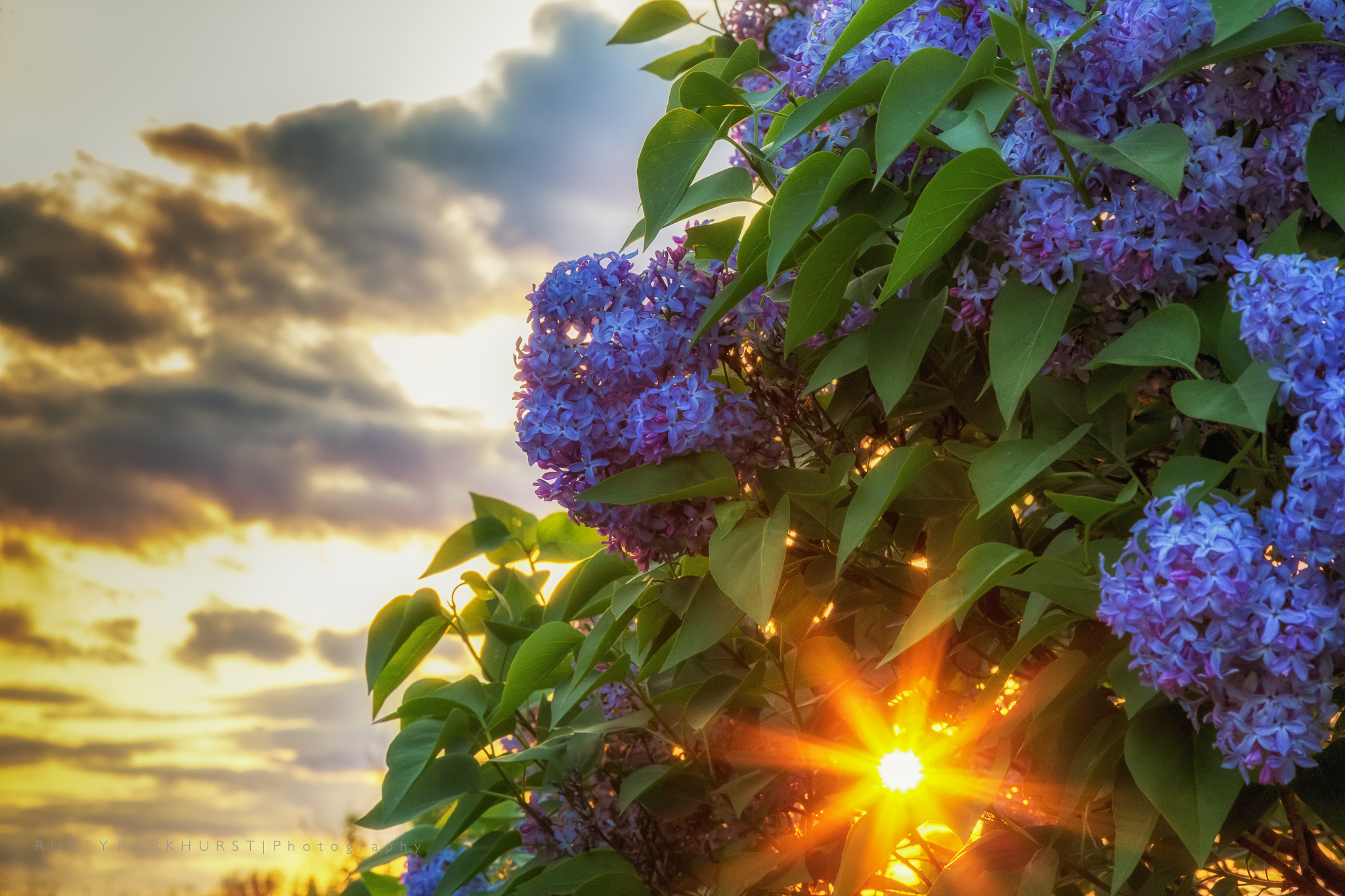 Lilac Sunset