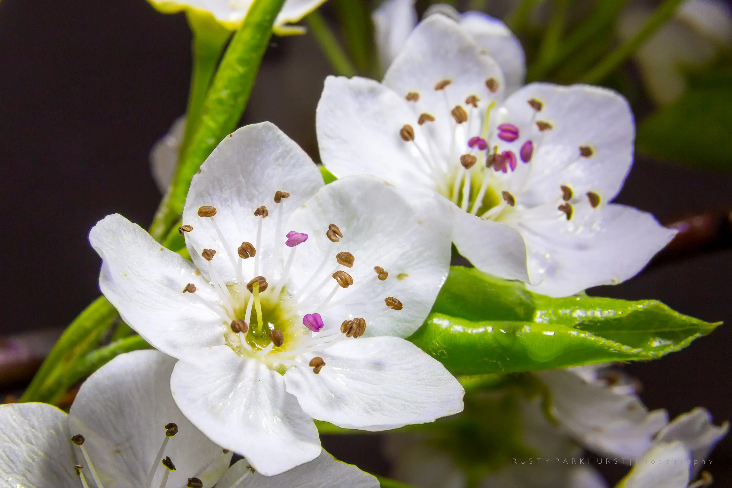 Pear Blossoms