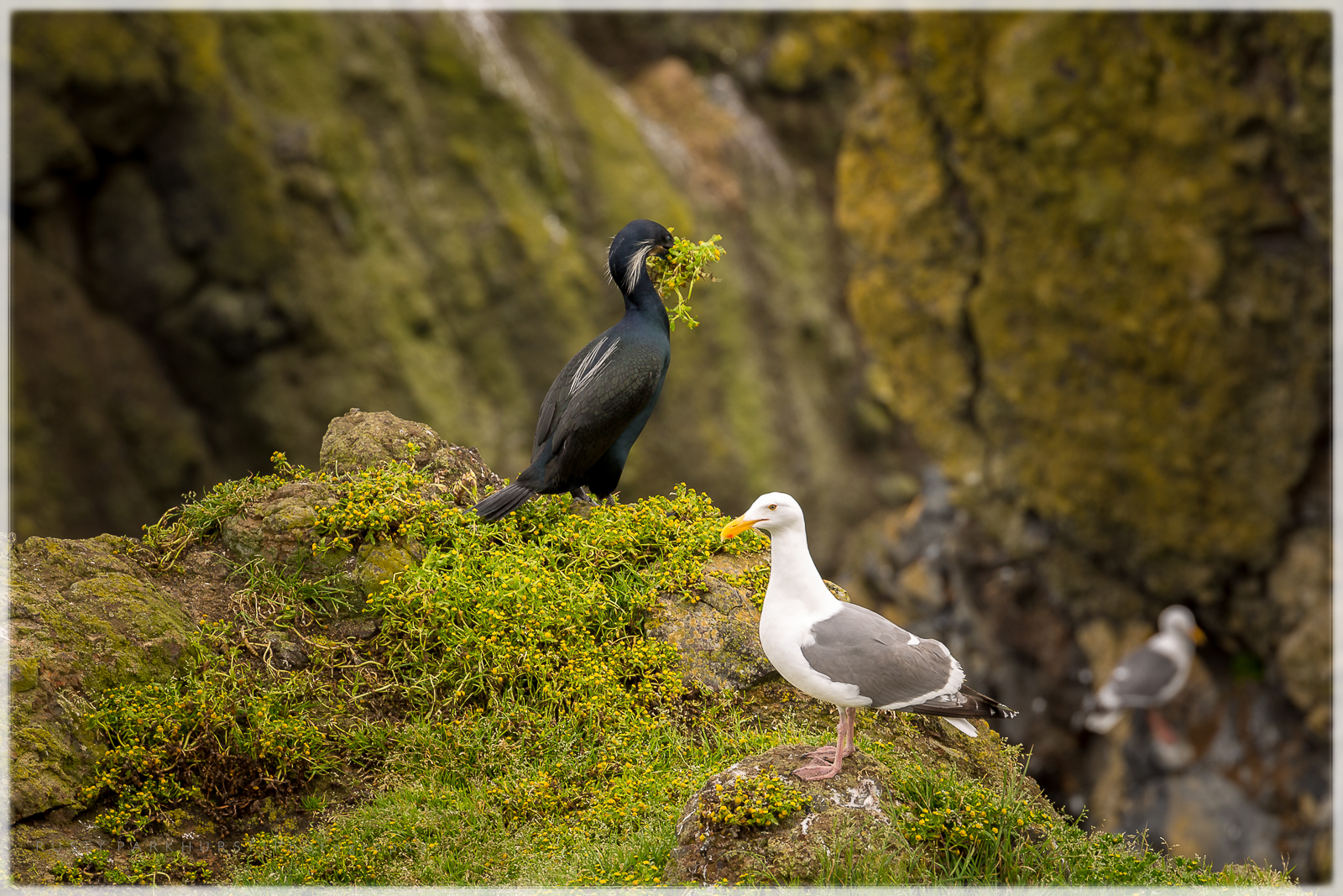 Coastal Birds