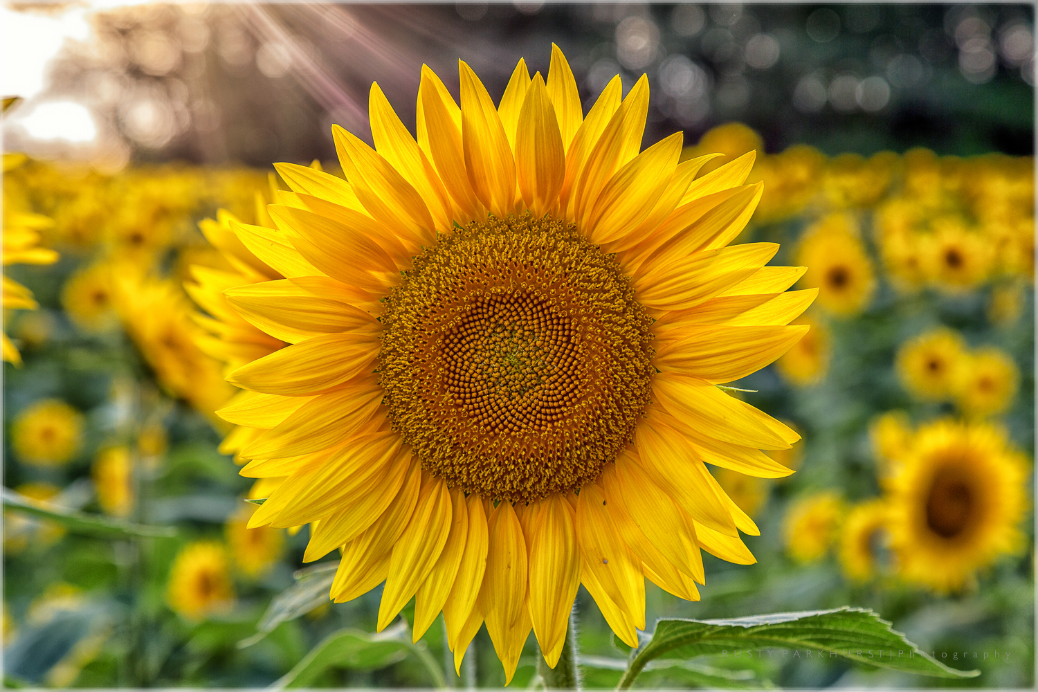 Sunbeam Sunflower