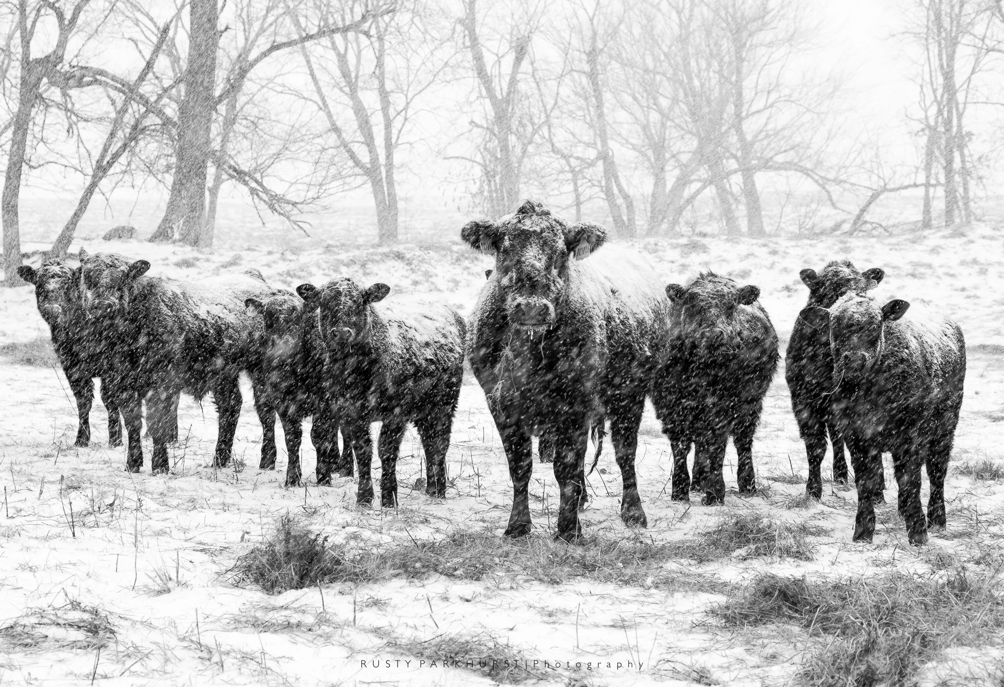 Snowy Cows - taken February 15, 2015. Sometimes images just present themselves. Driving the country roads close to home during this winter storm, I noticed these cows grouped together near the fence. When I stopped, they gathered close and just seemed to pose for this image.