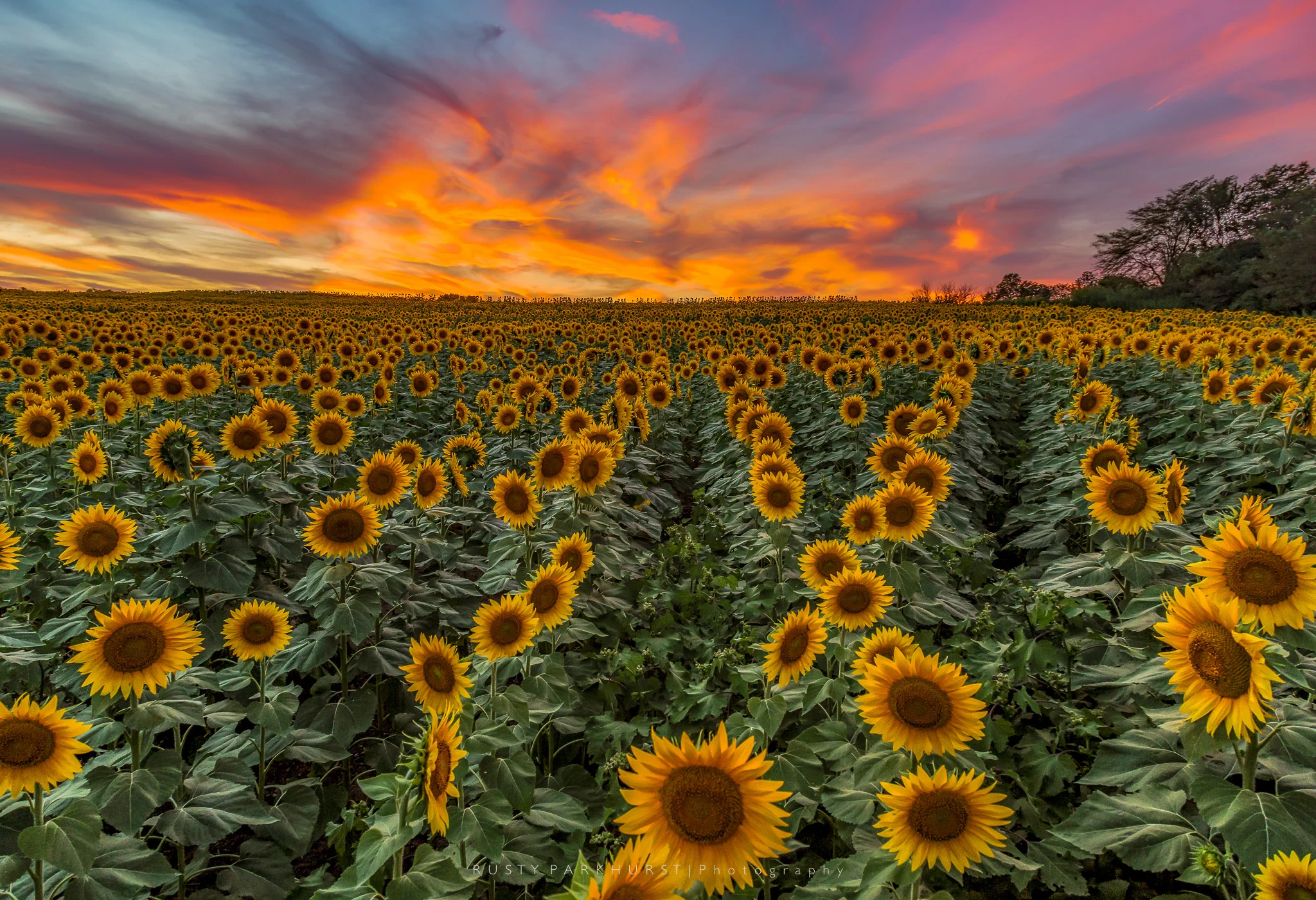 Grinter Farms Sunset - taken September 5, 2015. Grinter Farms, located near Tonganoxie, Kansas, is a popular spot for local photographers near the end of summer each year, as the sunflowers open in all their glory. I was there on this evening, along with hundreds of other people who were wandering the fields taking pictures. Trying to get away from the crowd, I made my way into the middle of field, attached my camera to a monopod, and held it overhead to get above the sunflowers and capture this sunset image. 