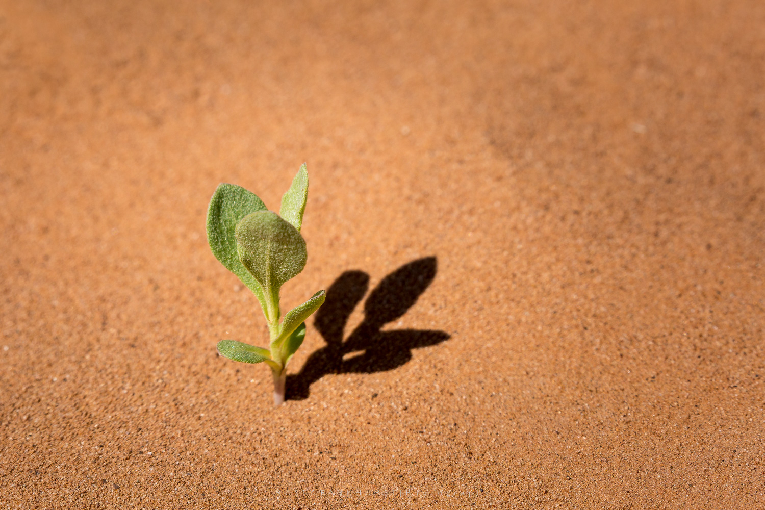 Somehow, life finds a way