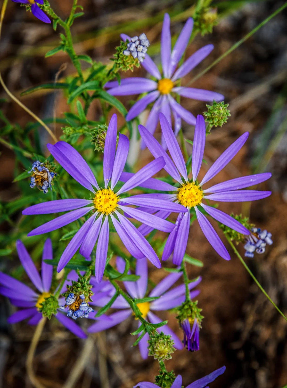 Tansyleaf Aster