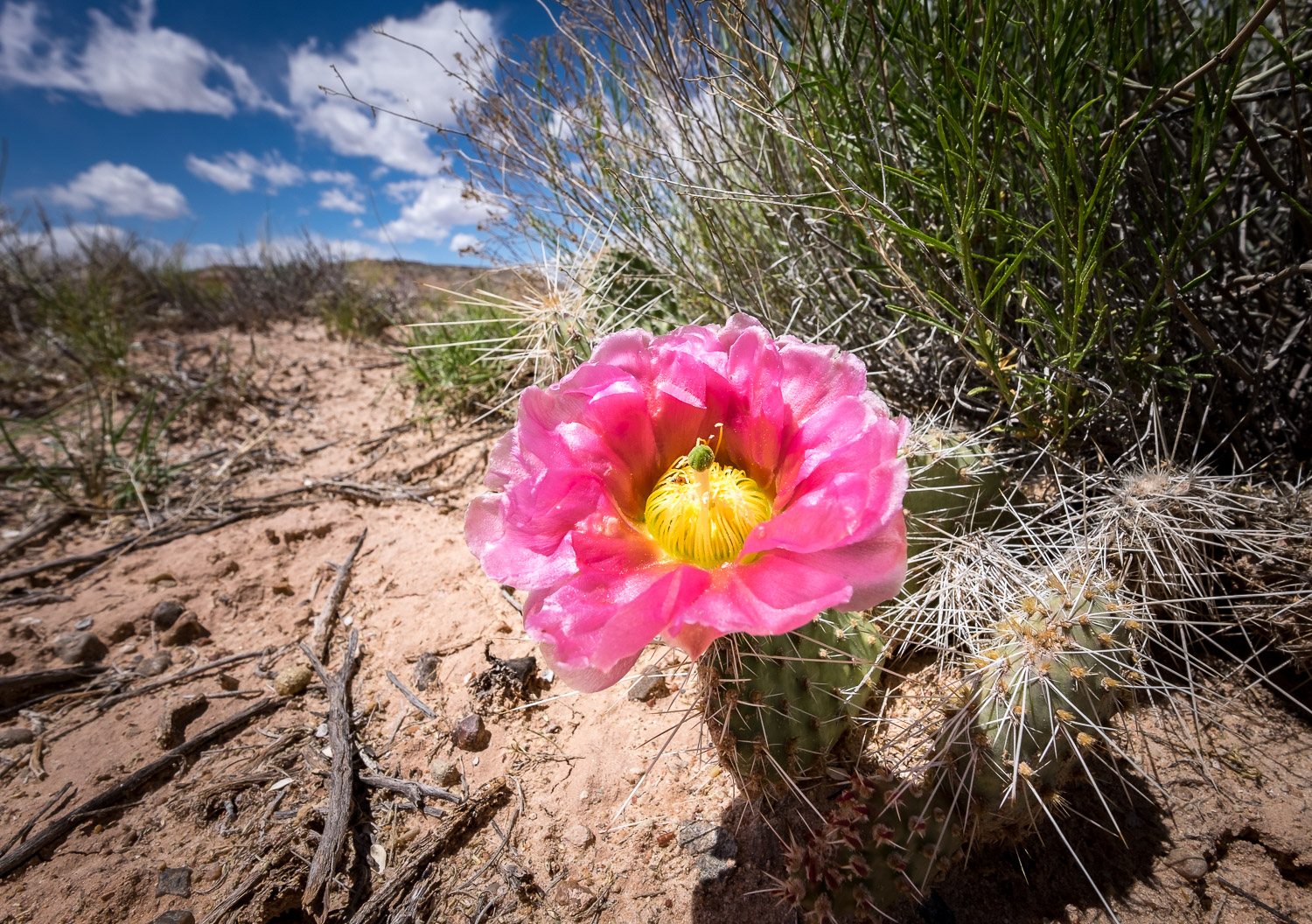 Central Prickly Pear