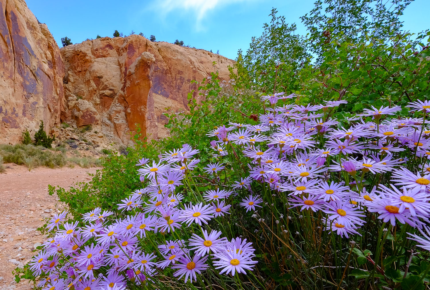 Utah Daisy