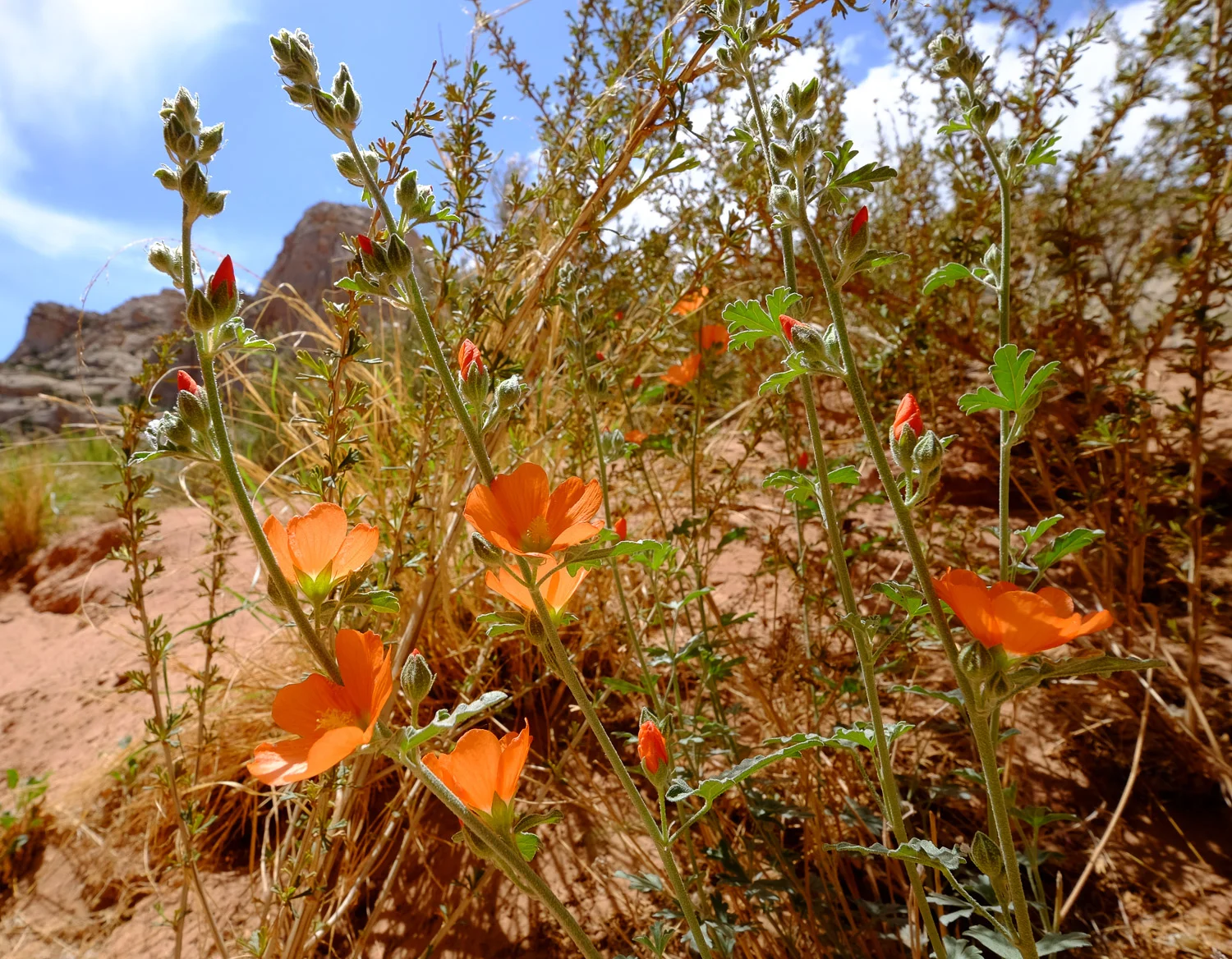 Globemallow