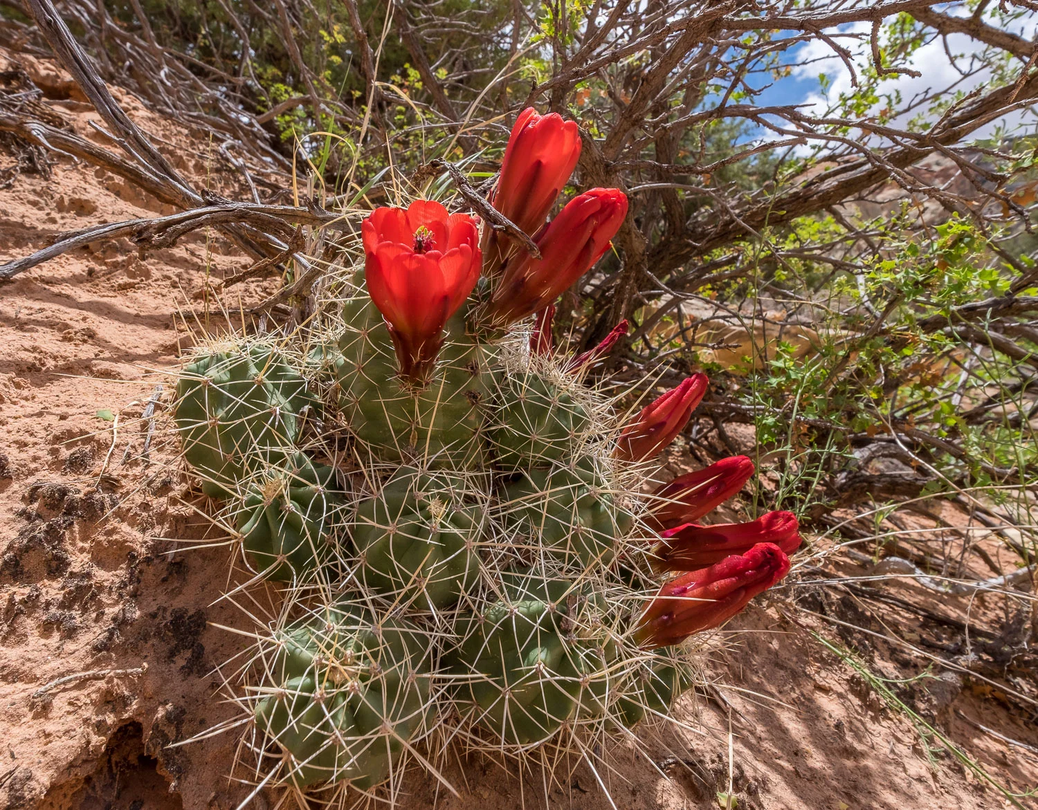 Claret Cup