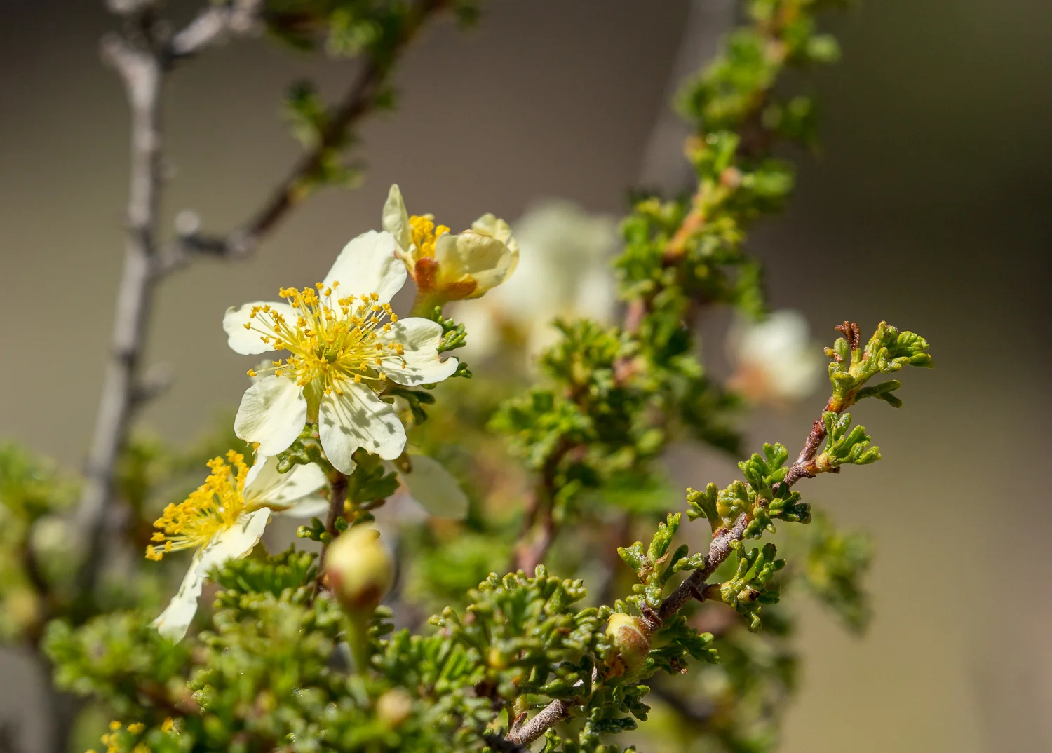 Cliff Rose