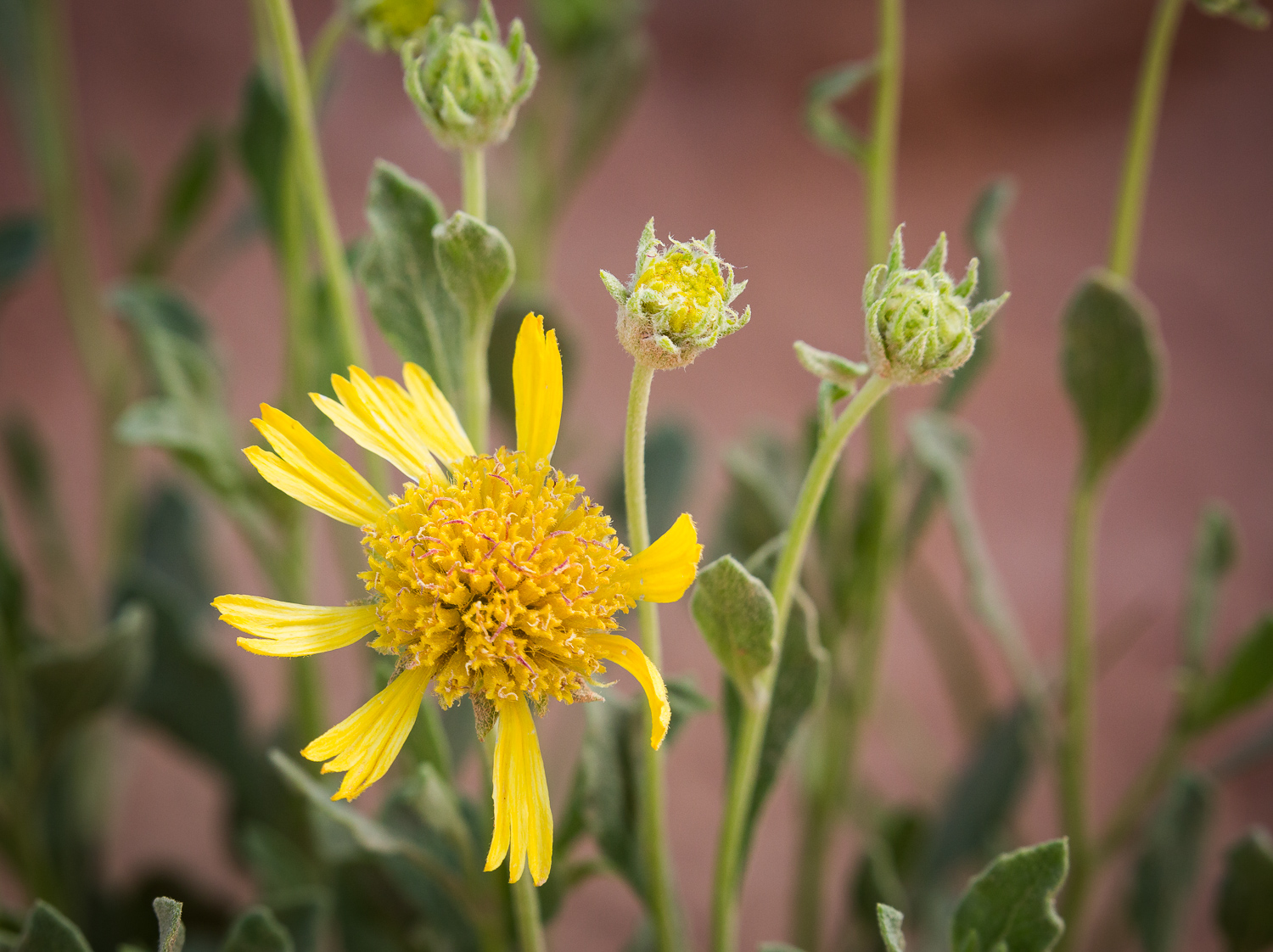 Basin Blanketflower