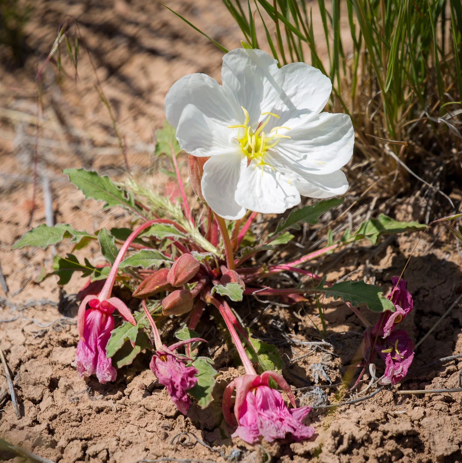 Tufted Evening Primrose