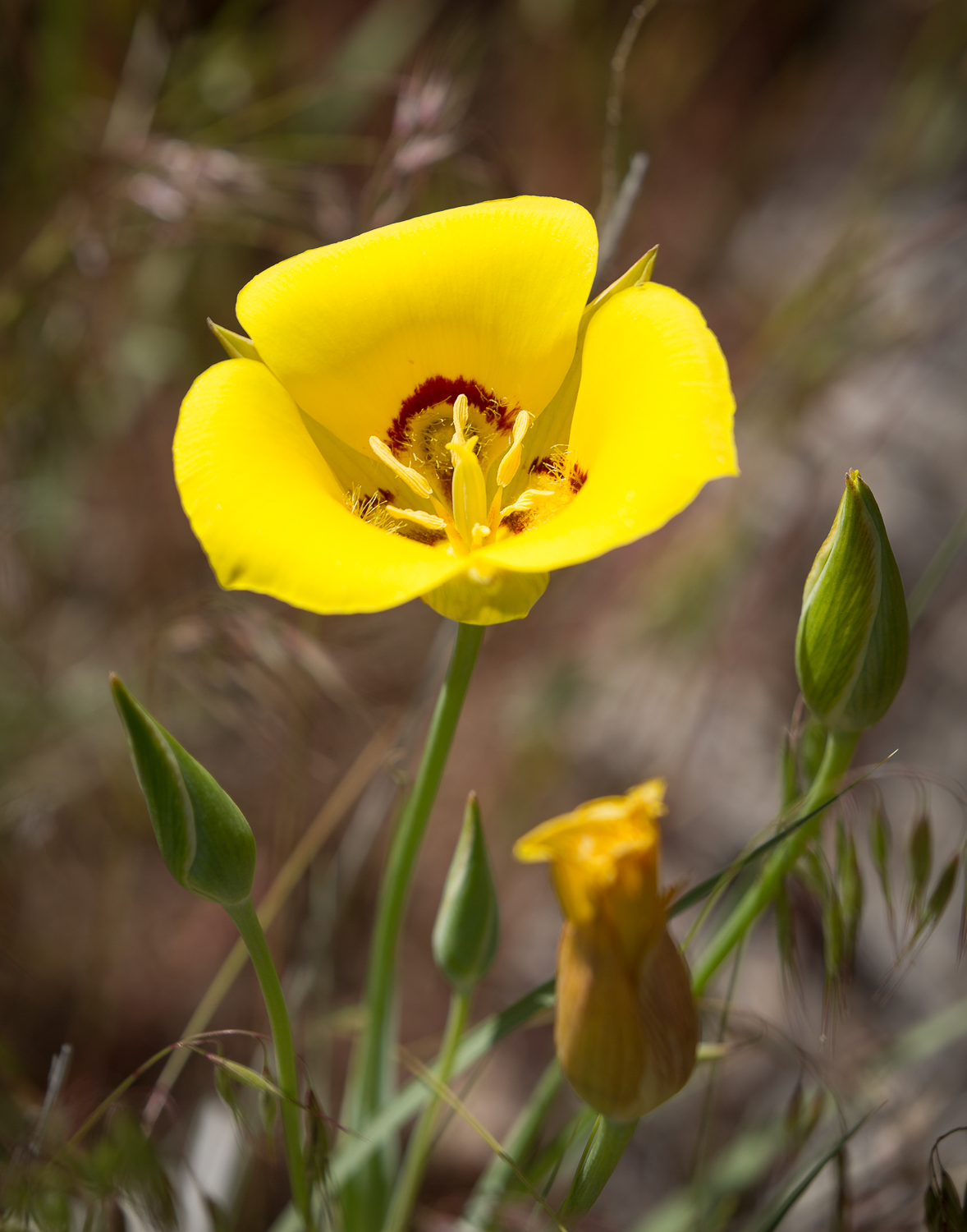 Golden Mariposa