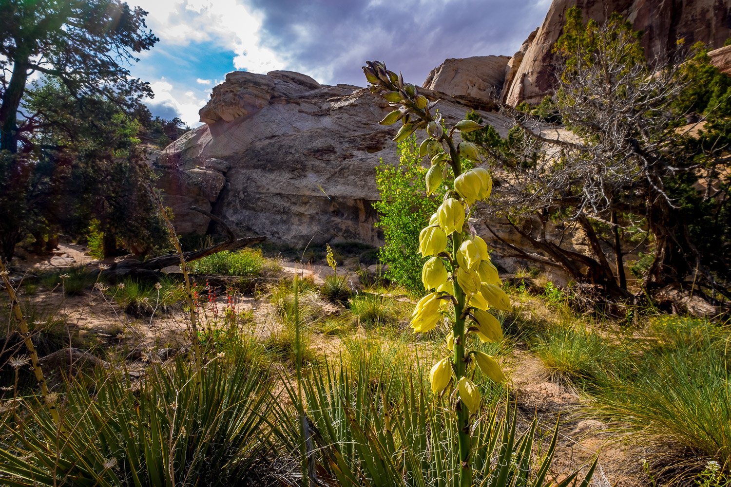 Harriman's Yucca