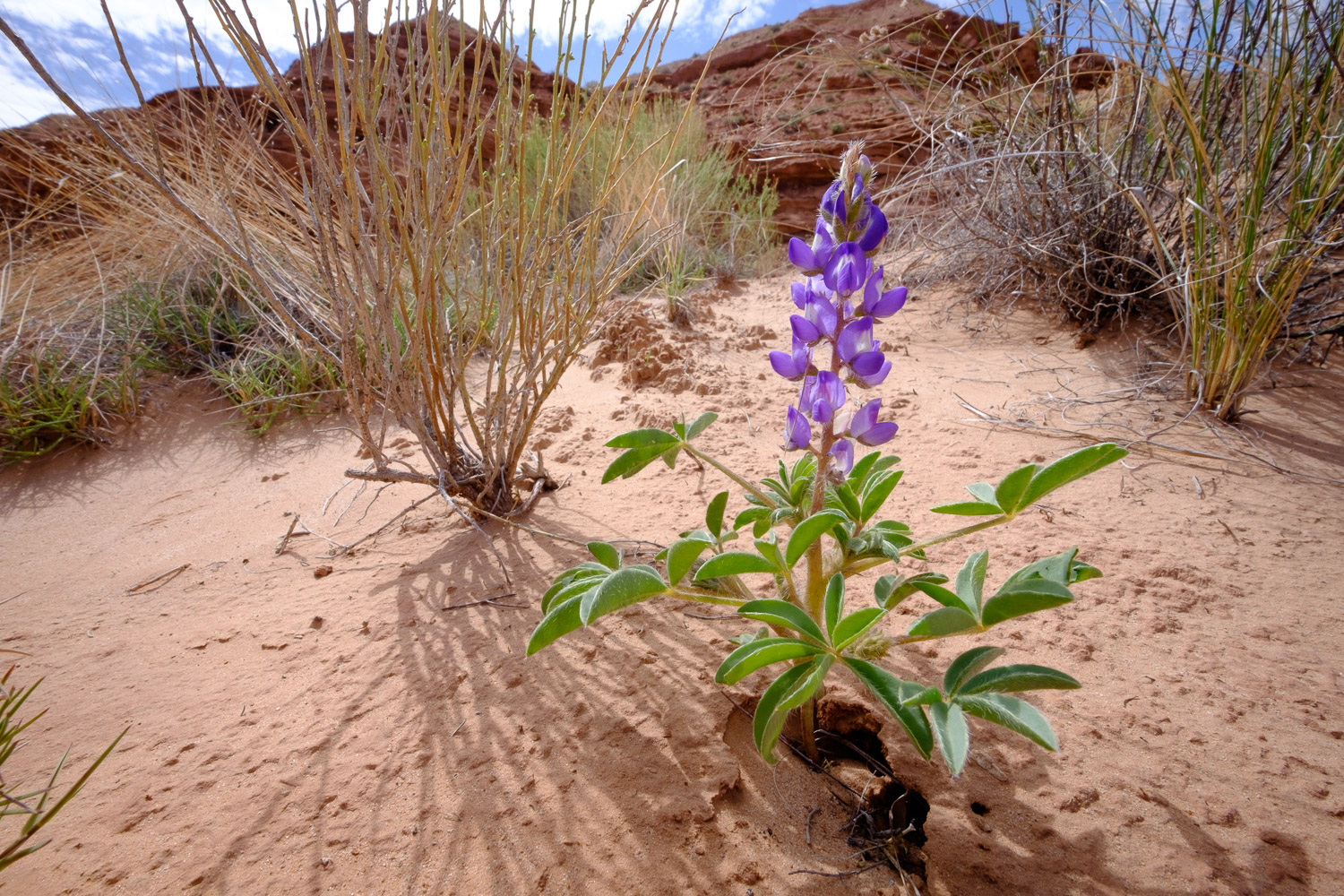 Dwarf Lupine