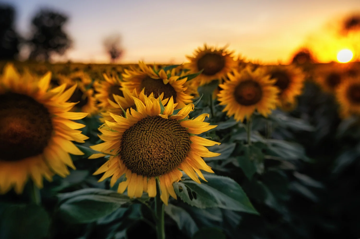 Grinter Sunflower Farm at sunset, using the Sweet optic on the Lensbaby Trio 28.