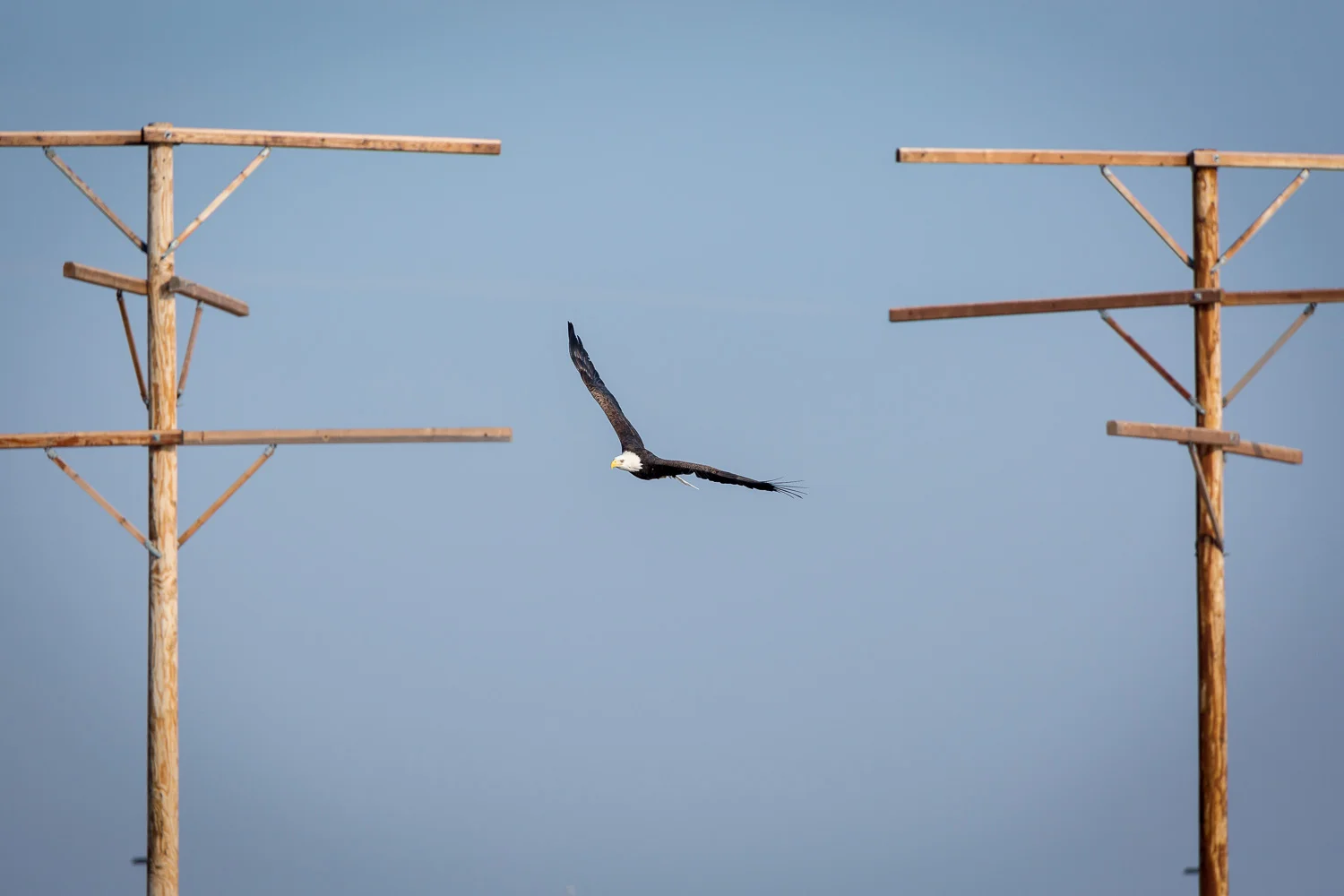 This shows the poles that were installed to serve as perches. According to the locals, the eagles don't want anything to do with them. Hopefully, that will change.