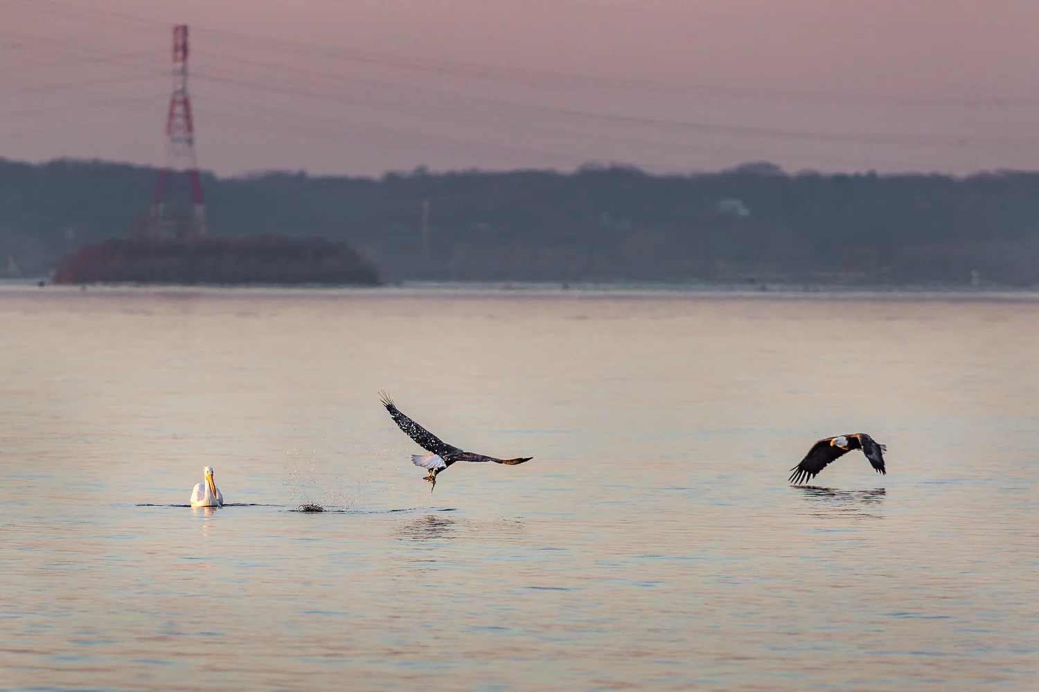 The competition is fierce among the eagles. When one catches a fish, there is at least one other eagle looking for an opportunity to take it away.