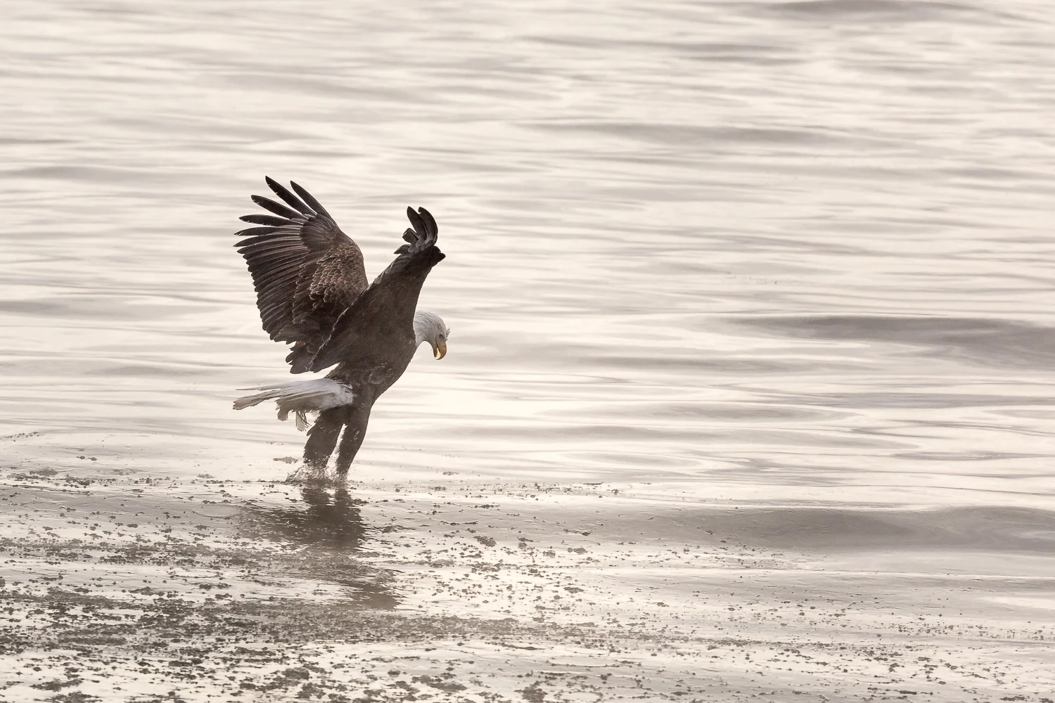 Going for a fish…