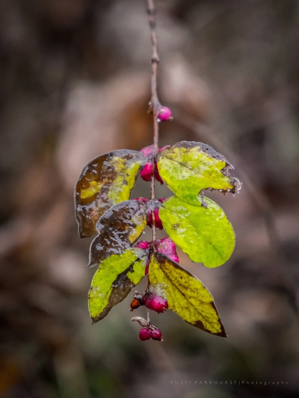 The Coming Winter