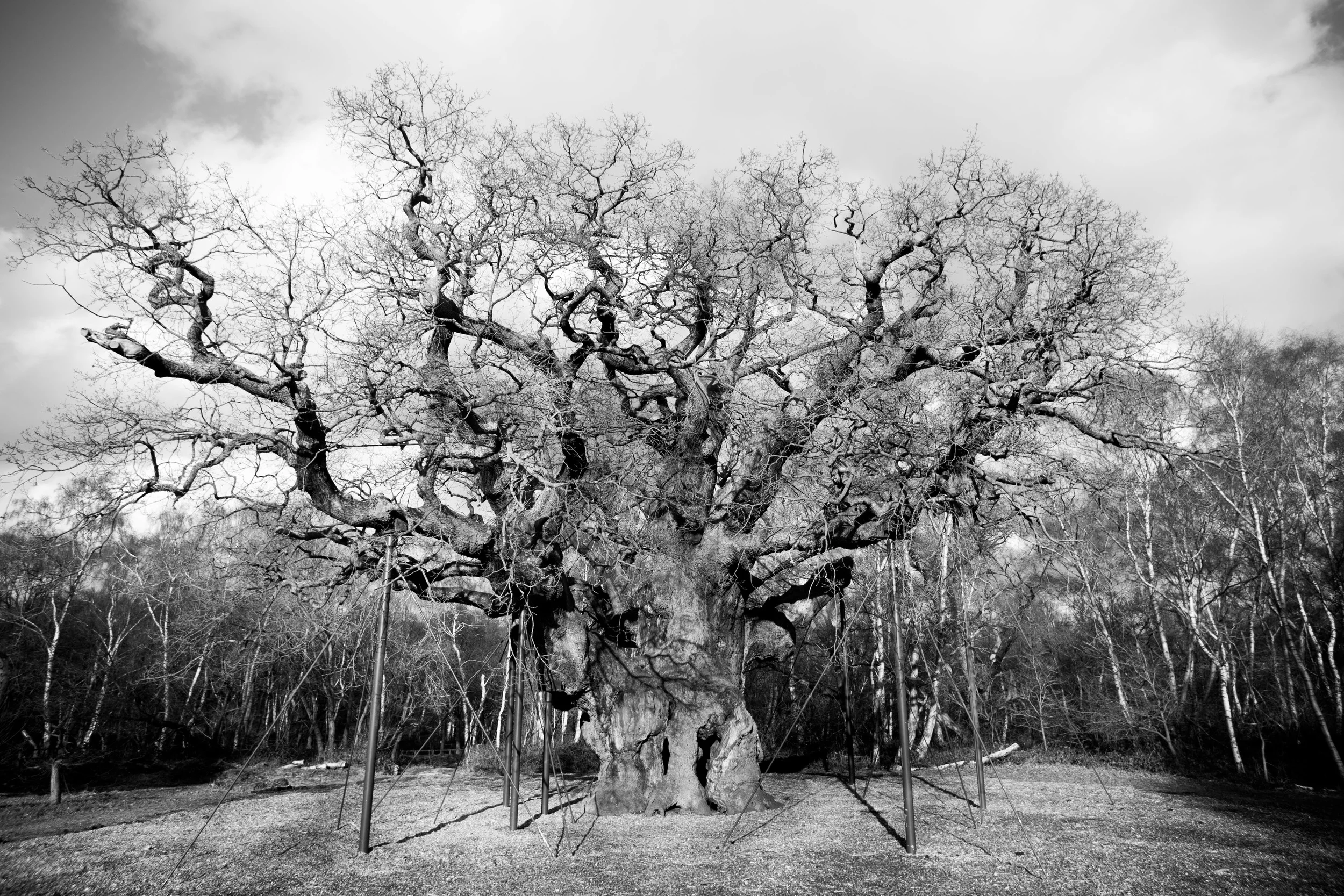 old oak.jpg