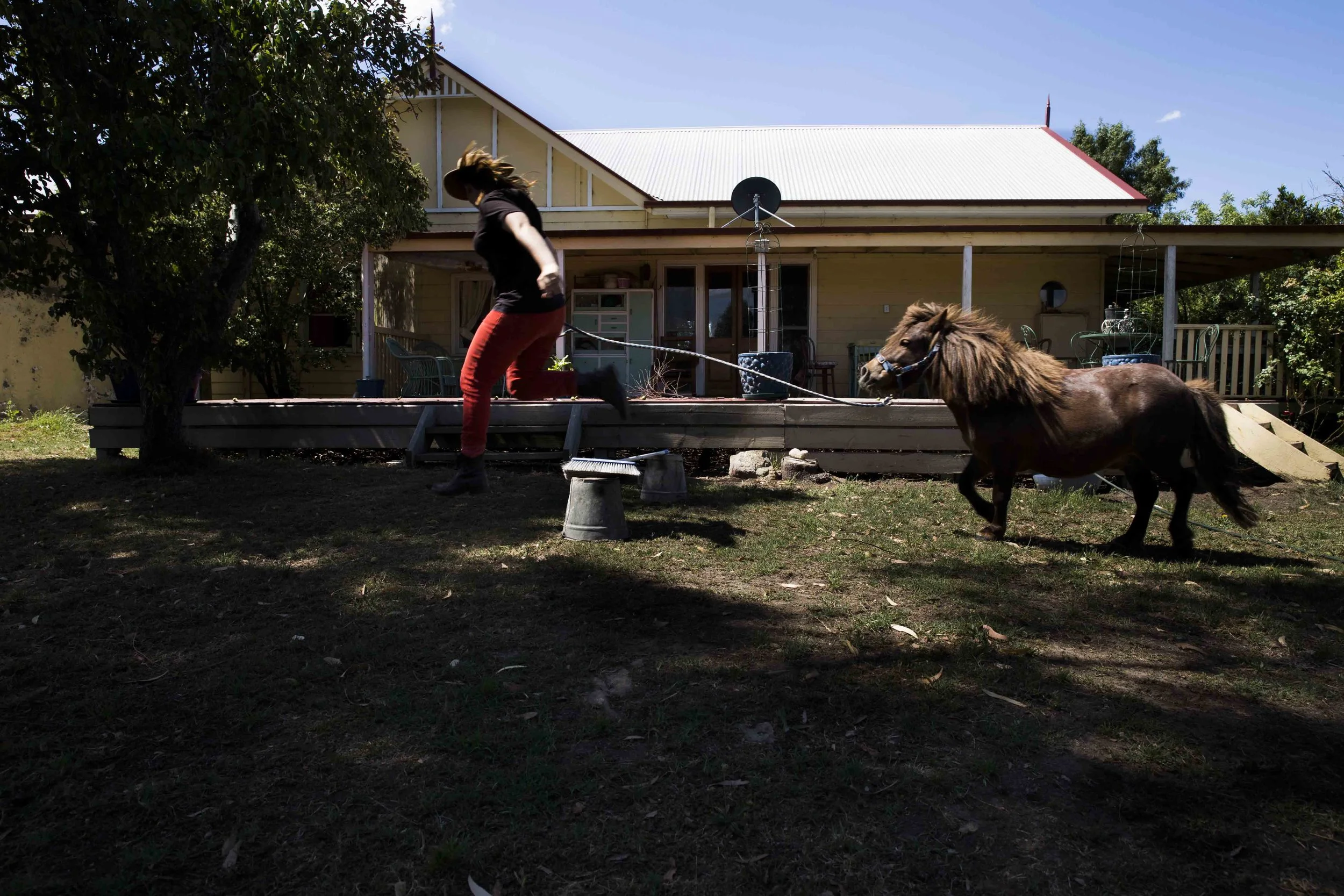 Tiny Horse-1.jpg