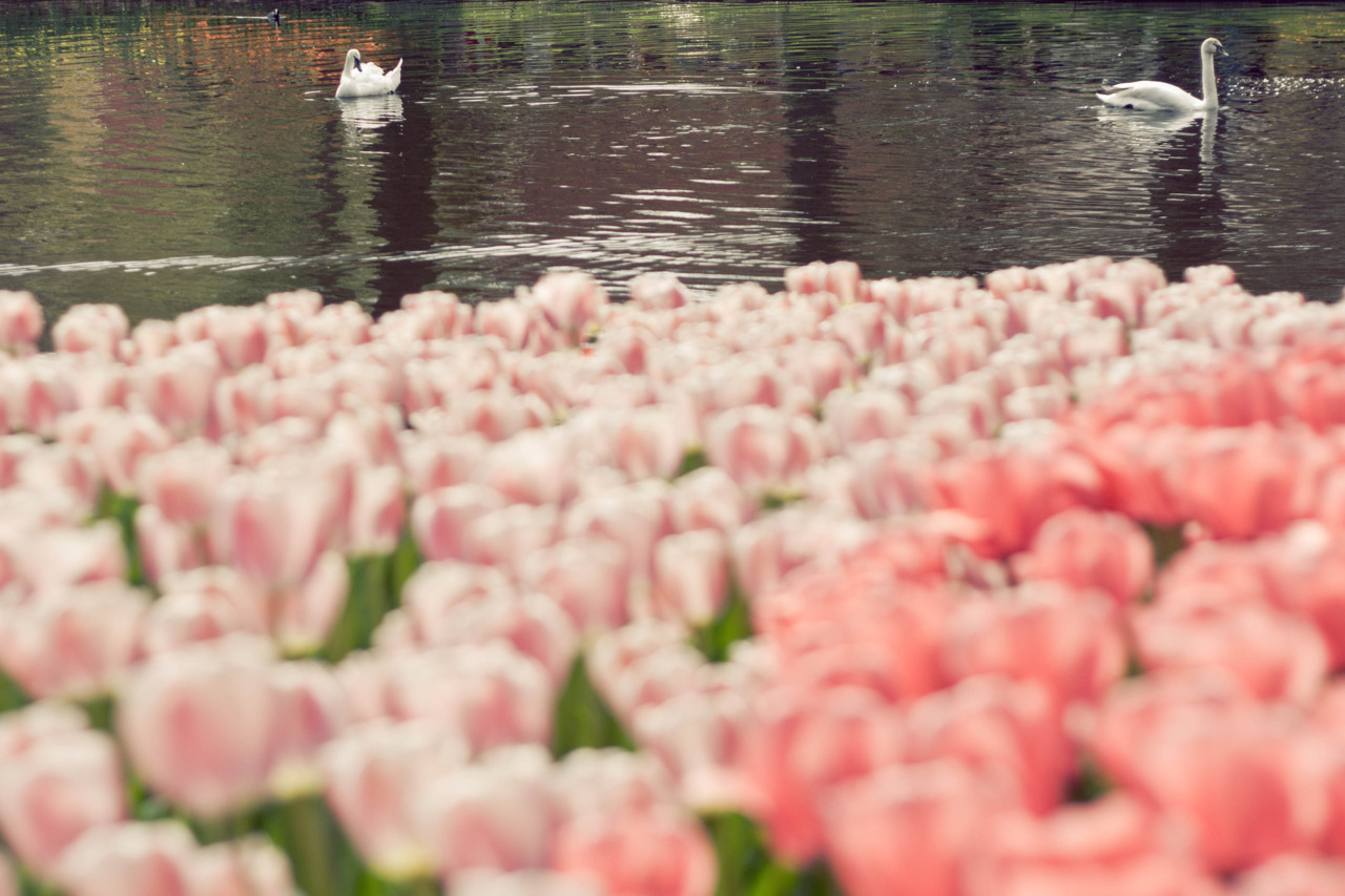 Keukenhof, Holland
