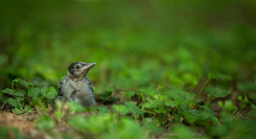A baby Blue Jay checks it surroundings while waiting to be fed.