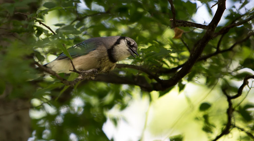 One of the parent Blue Jays watching over its young.