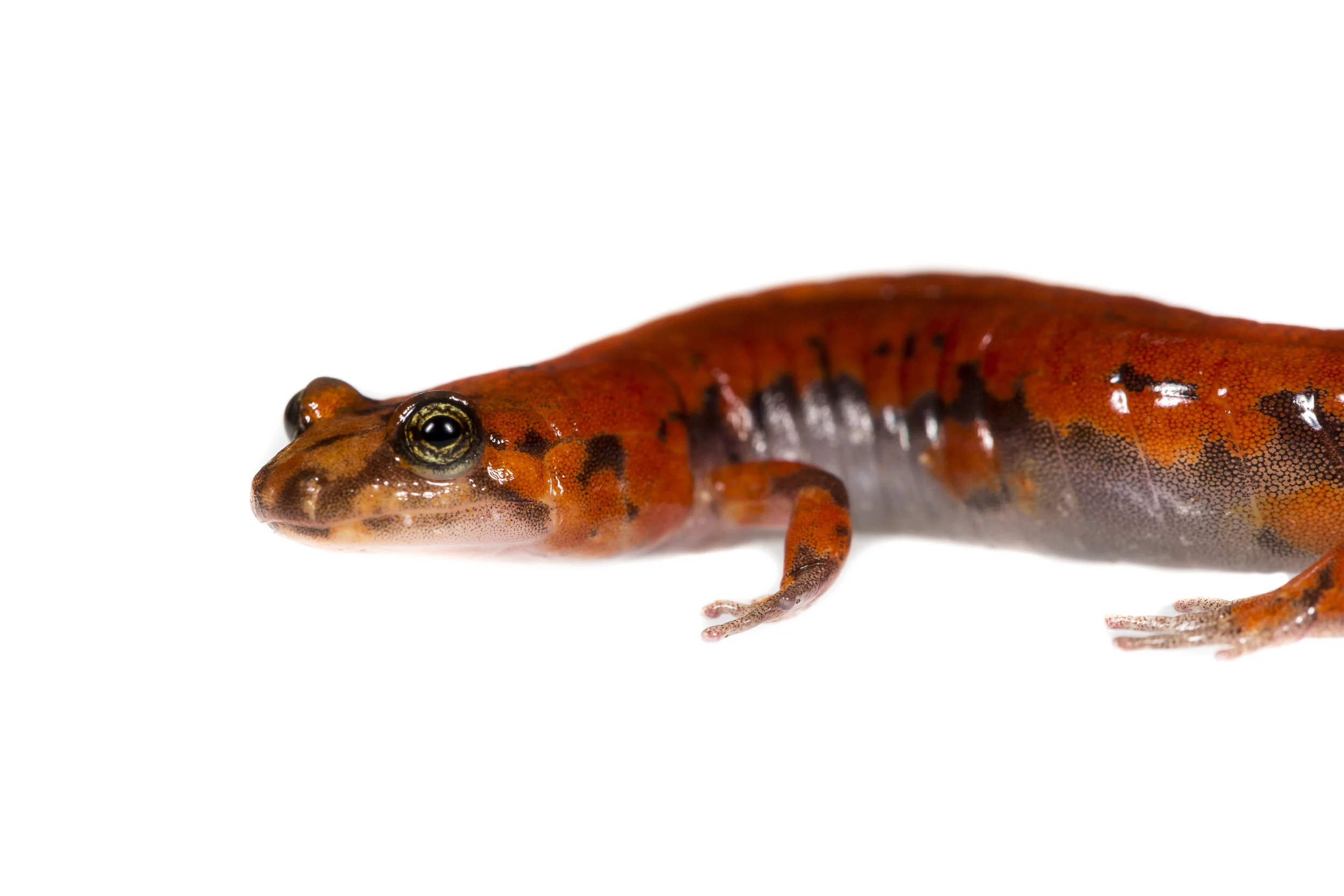 Salamanders can be difficult to identify due to their similarities as well as various color morphs. We sent images of this individual to two salamander experts and both came back with a different possible ID. One being the Allegheny Mountain Dusky, and the other being an Ocoee Salamander. 