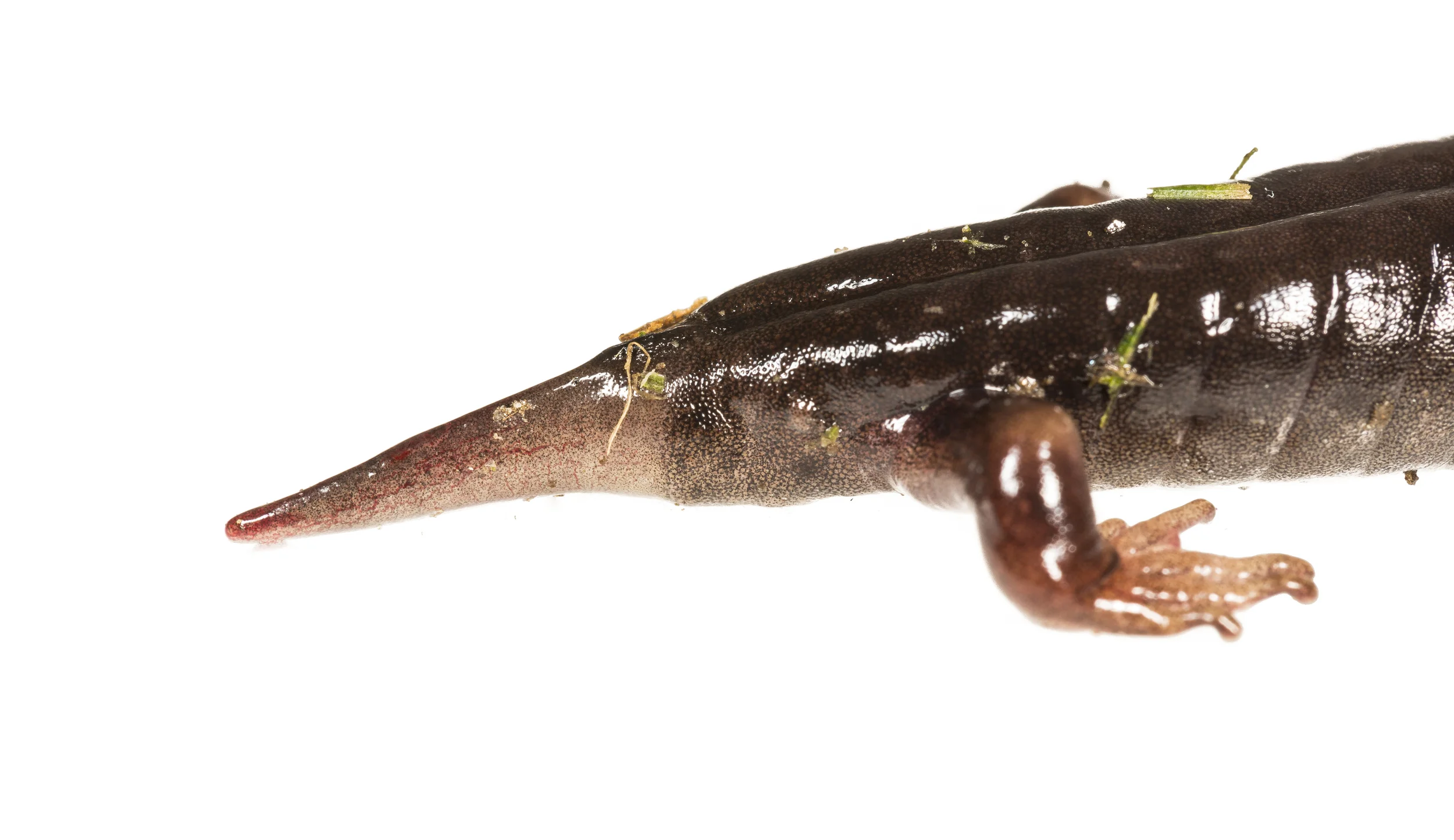 I found this Desmognathus ocoee with a stub of a tail. Salamanders have the ability to self amputate their tail, a process known as autotomy. This is used as an escape strategy if a predator attacks and grabs its tail. Their tail will grow back, as this one is beginning to do.