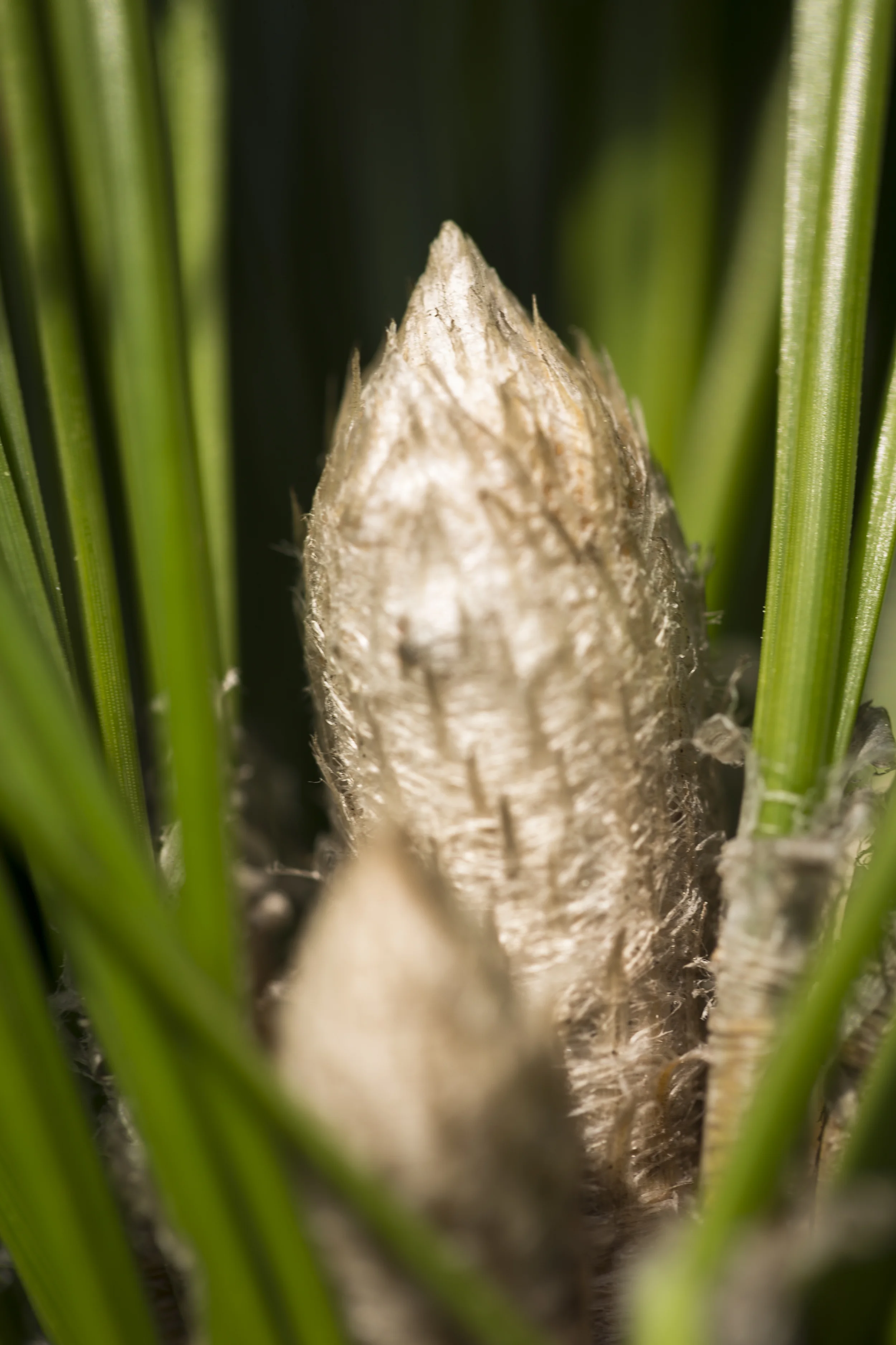 Terminal bud from a young Longleaf Pine