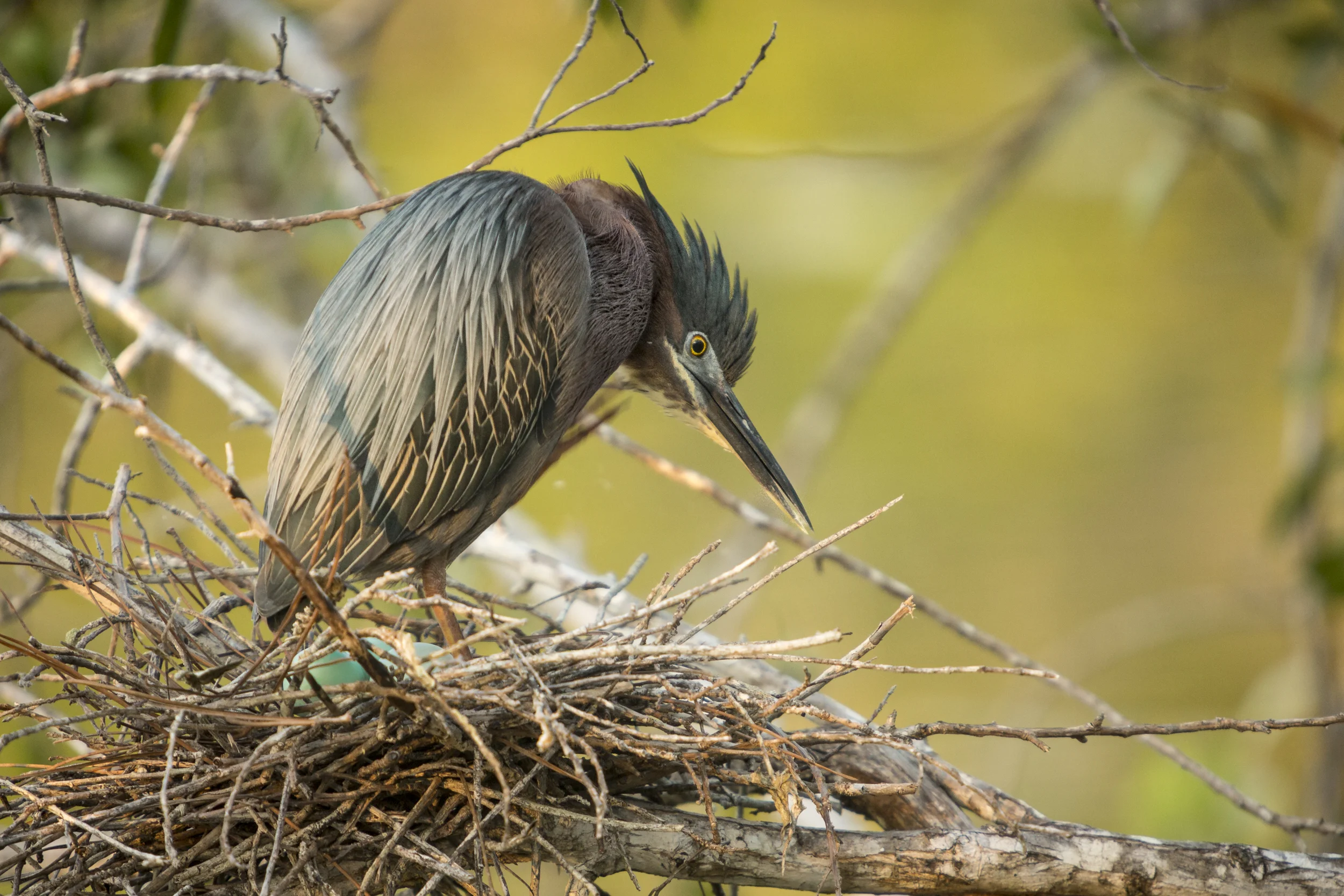 A female Green Heron stands up in her nest, revealing three blue eggs.