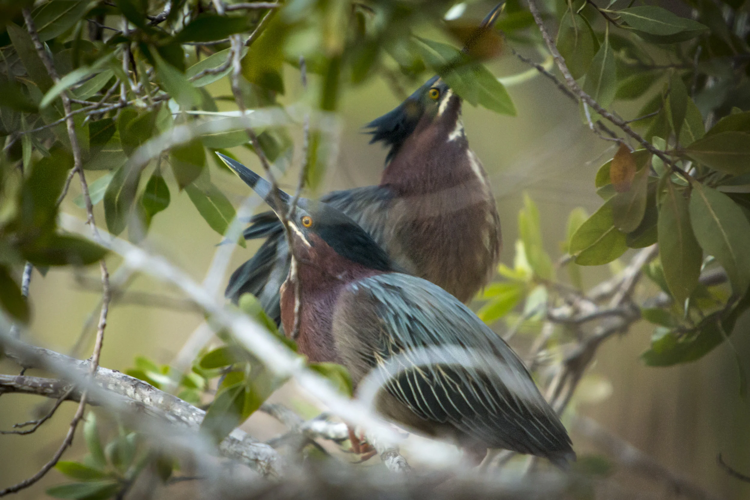 Courtship