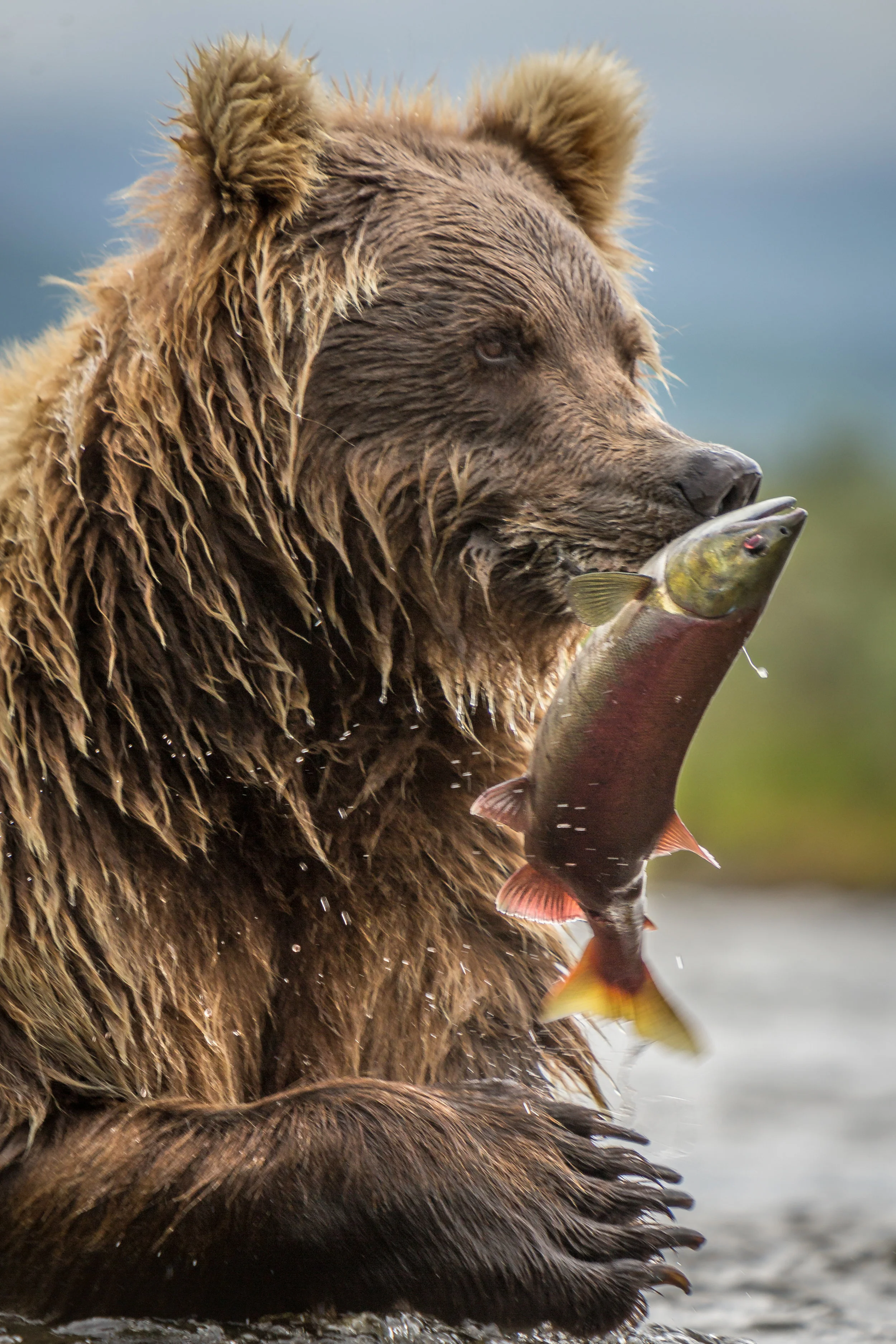 A female sockeye salmon is plucked from the river