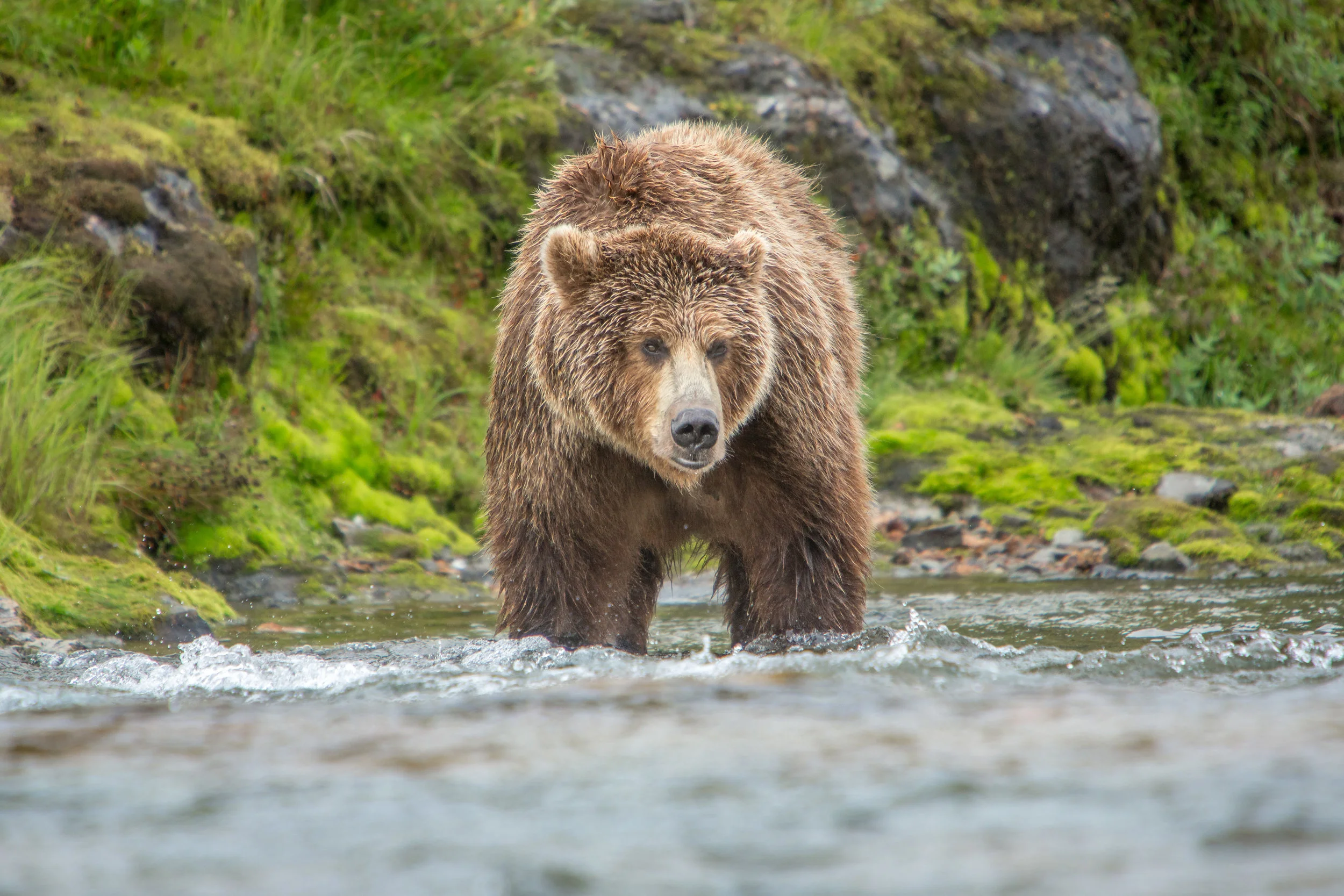 A large sow waiting for the perfect opportunity to catch a salmon. Her 3 cubs played on the riverbank as she fished.