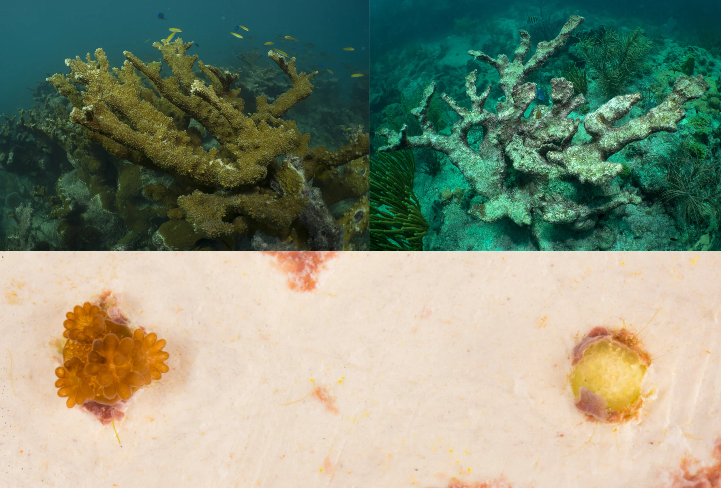 Top Left: Healthy Elkhorn Coral at Looe Key Marine Sanctuary Top Right: Completely dead Elkhorn Coral at Looe Key Marine Sanctuary Bottom: Coral recruits (baby coral) of Elkhorn spawn collected from the wild and fertilized in lab. Left recruit shows colonization of symbiotic algae, while the recruit on the right still shows its initial clear tissue phase.