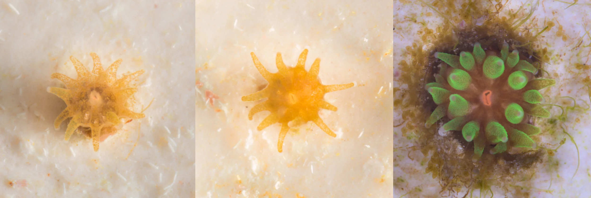 Dendrogyra cylindrus - Pillar Coral Left and center images show D. cylinders recruits at 3 months post fertilization. Right image is taken at 6 months post fertilization. 