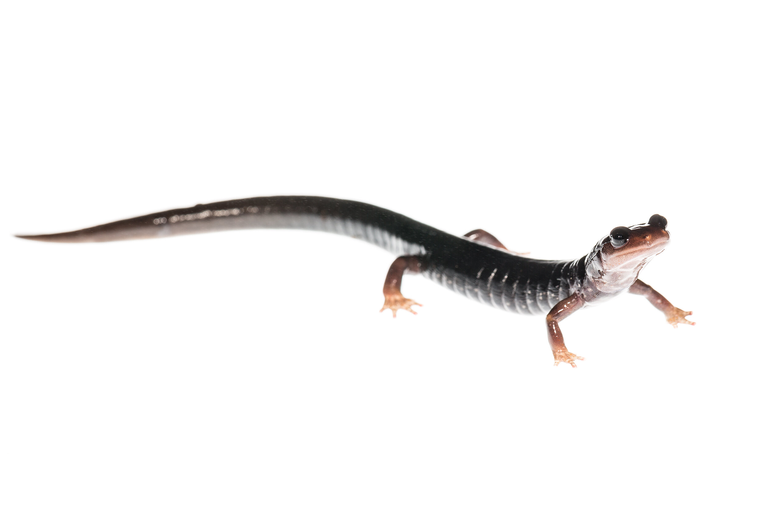  Southern Appalachian Salamander ( Plethodon teyahalee ) 